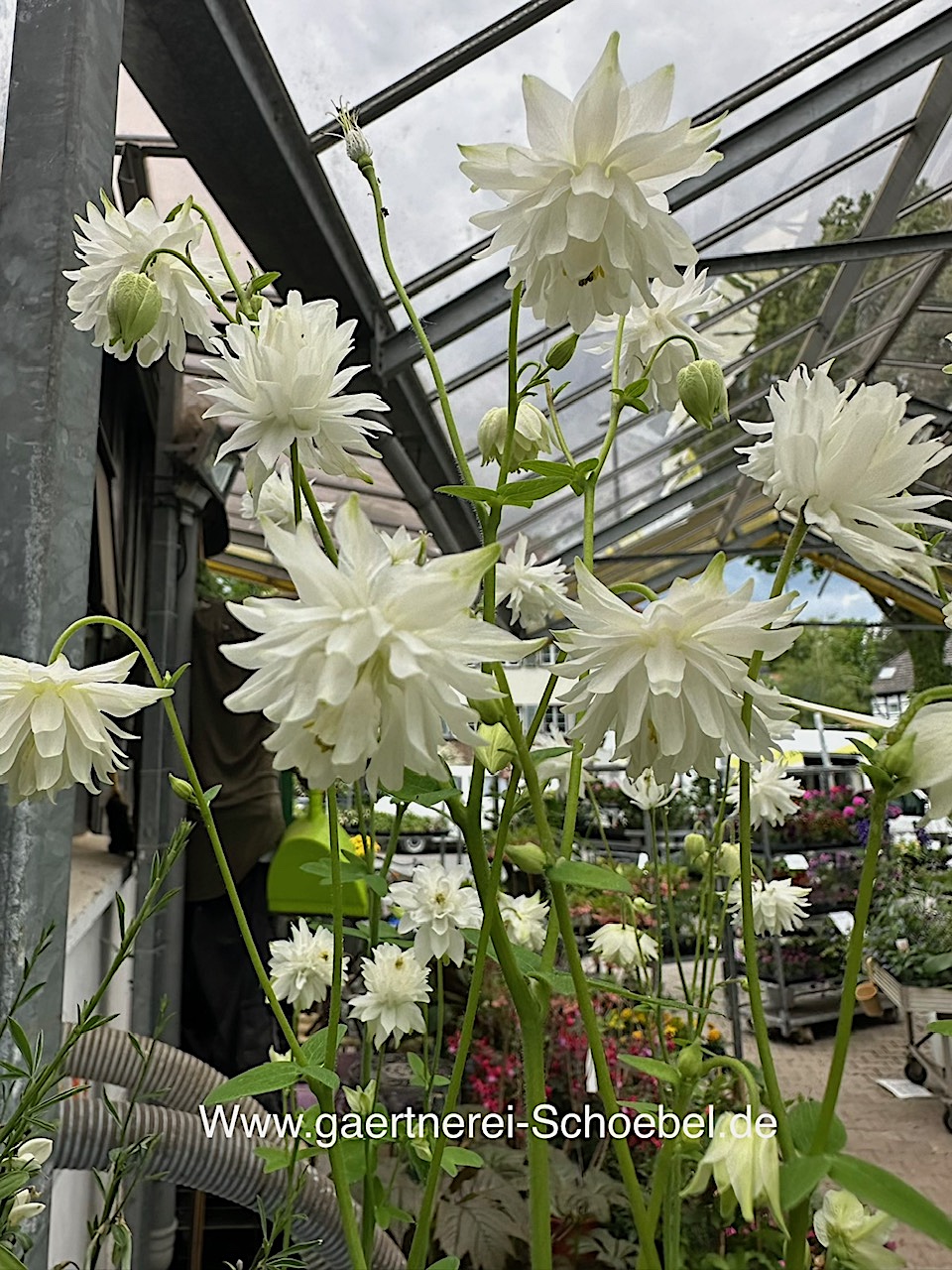 Aquilegia vulg. - Hyb. "White Barlow" (i.11cmT.) Akelei, gefüllte
