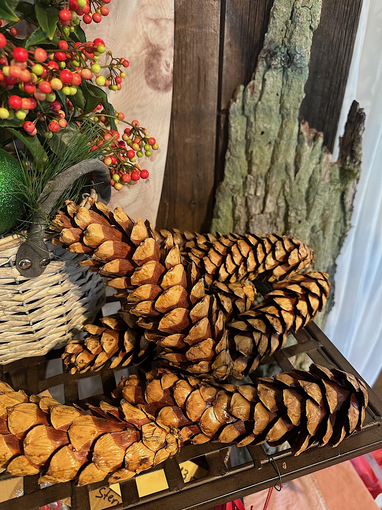Pinus strobus, Strobus Zapfen (ca 20 cm x 5-6 cm)