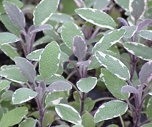Salvia officinalis ´Tricolor` (i.14cm T.) Dreifarbiger Salbei