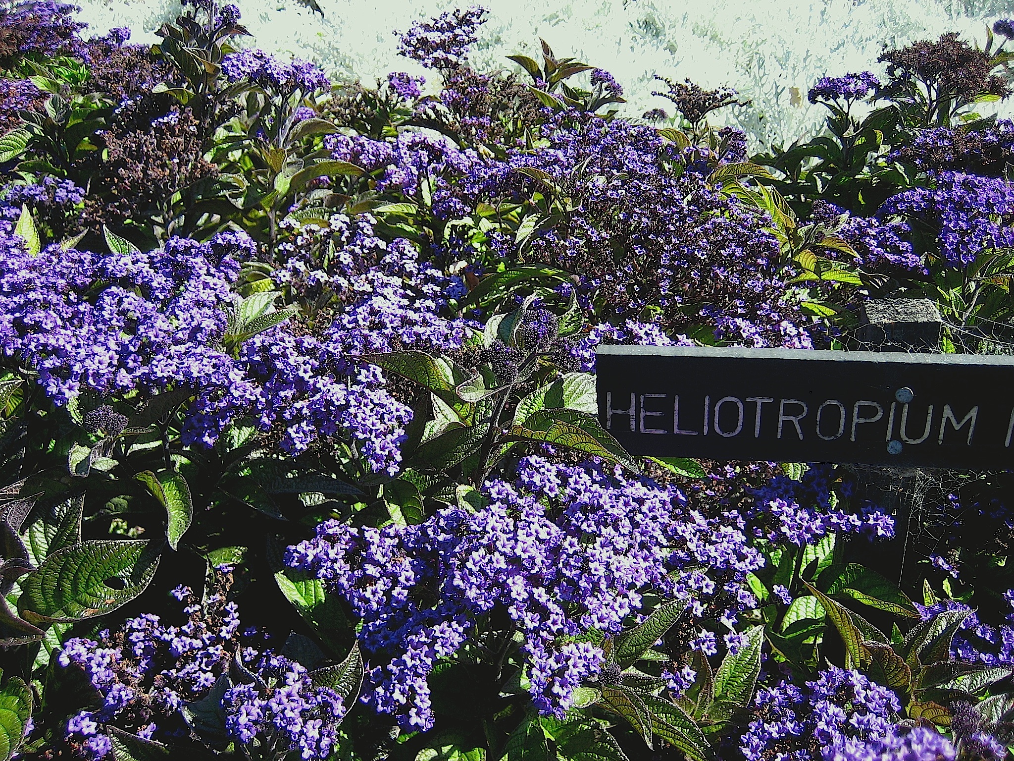 Heliotrop  " Blue" (i.12cmT.) Vanilleblume