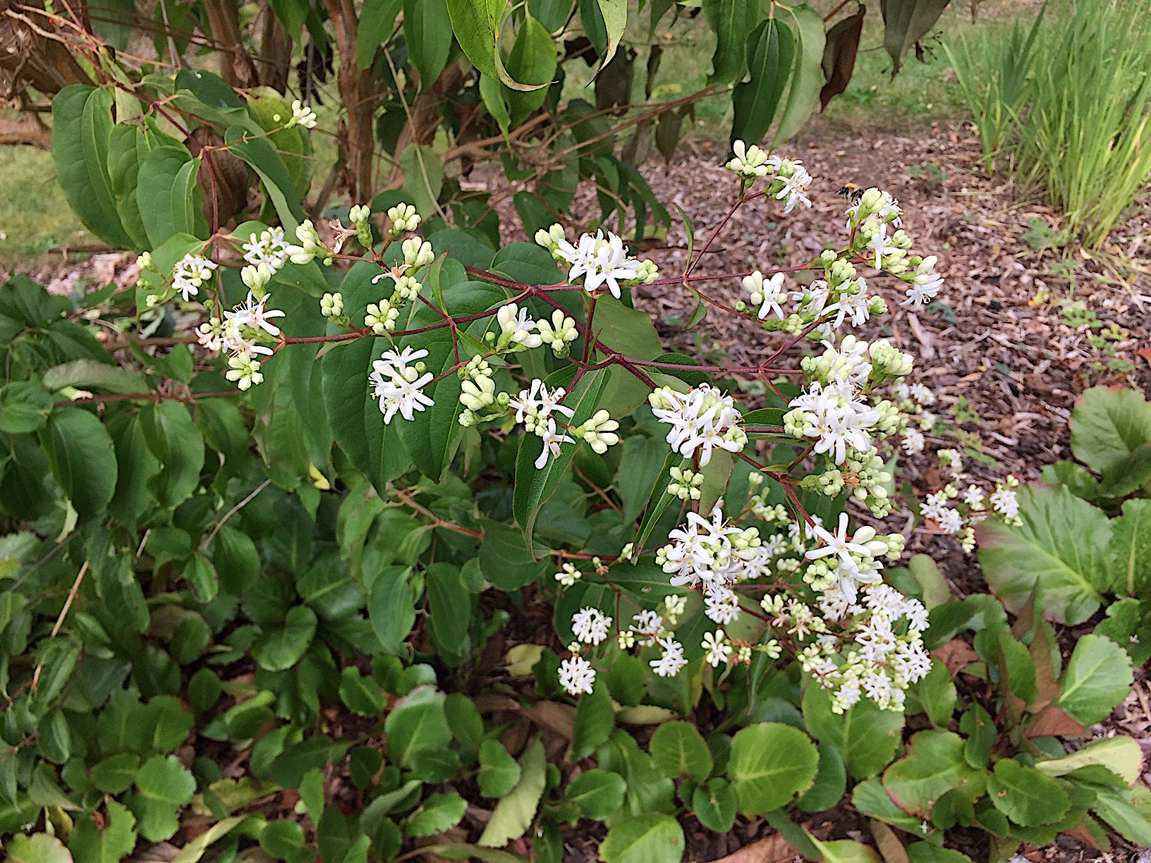 Heptacodium miconioides (i.5 l Topf) (60-80cm),Duft- Sieben-Söhne-des-Himmels-Strauch