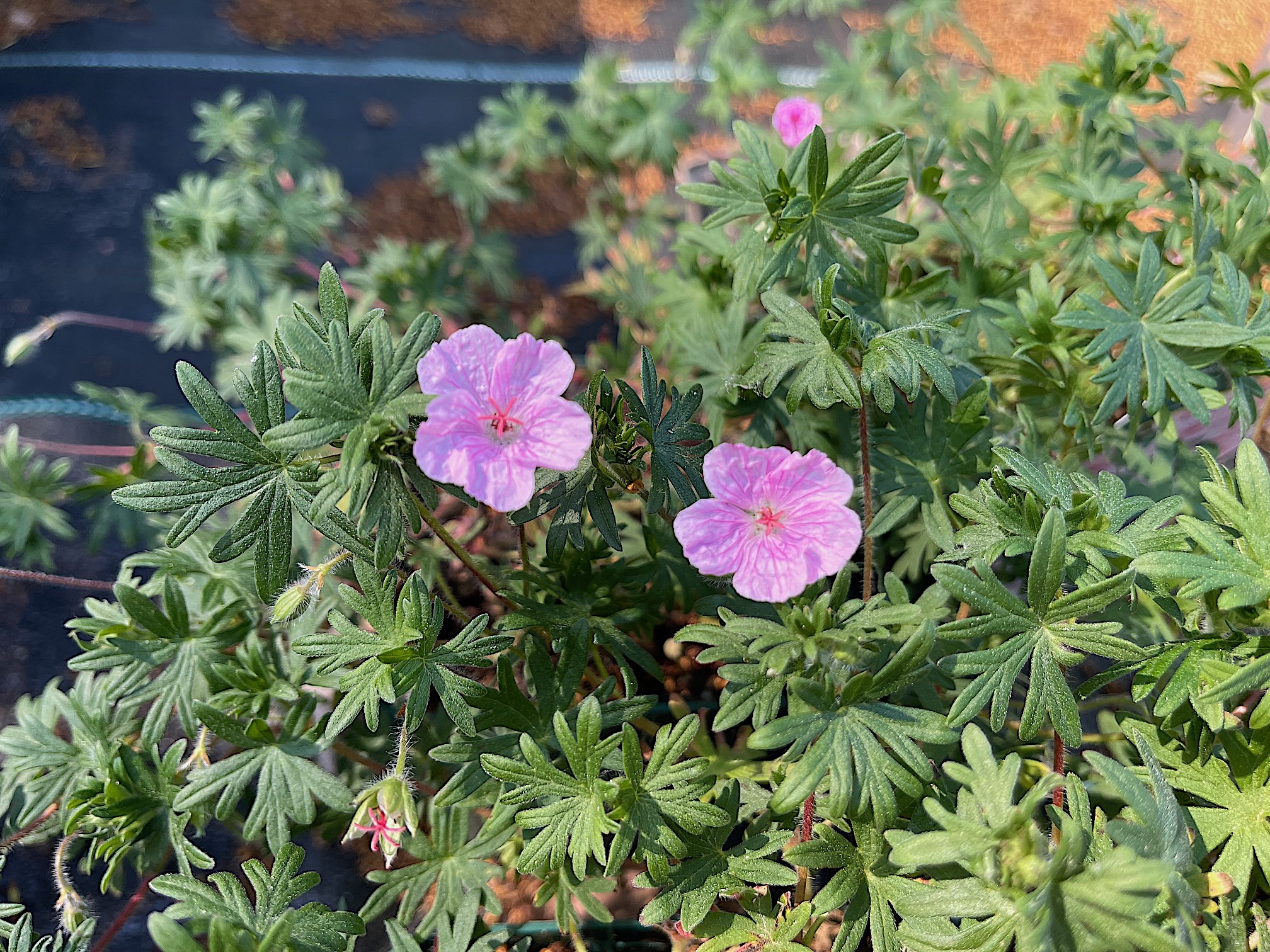 Geranium sanguineum „Apfelblüte“ (i.12cmT.), Storchschnabel
