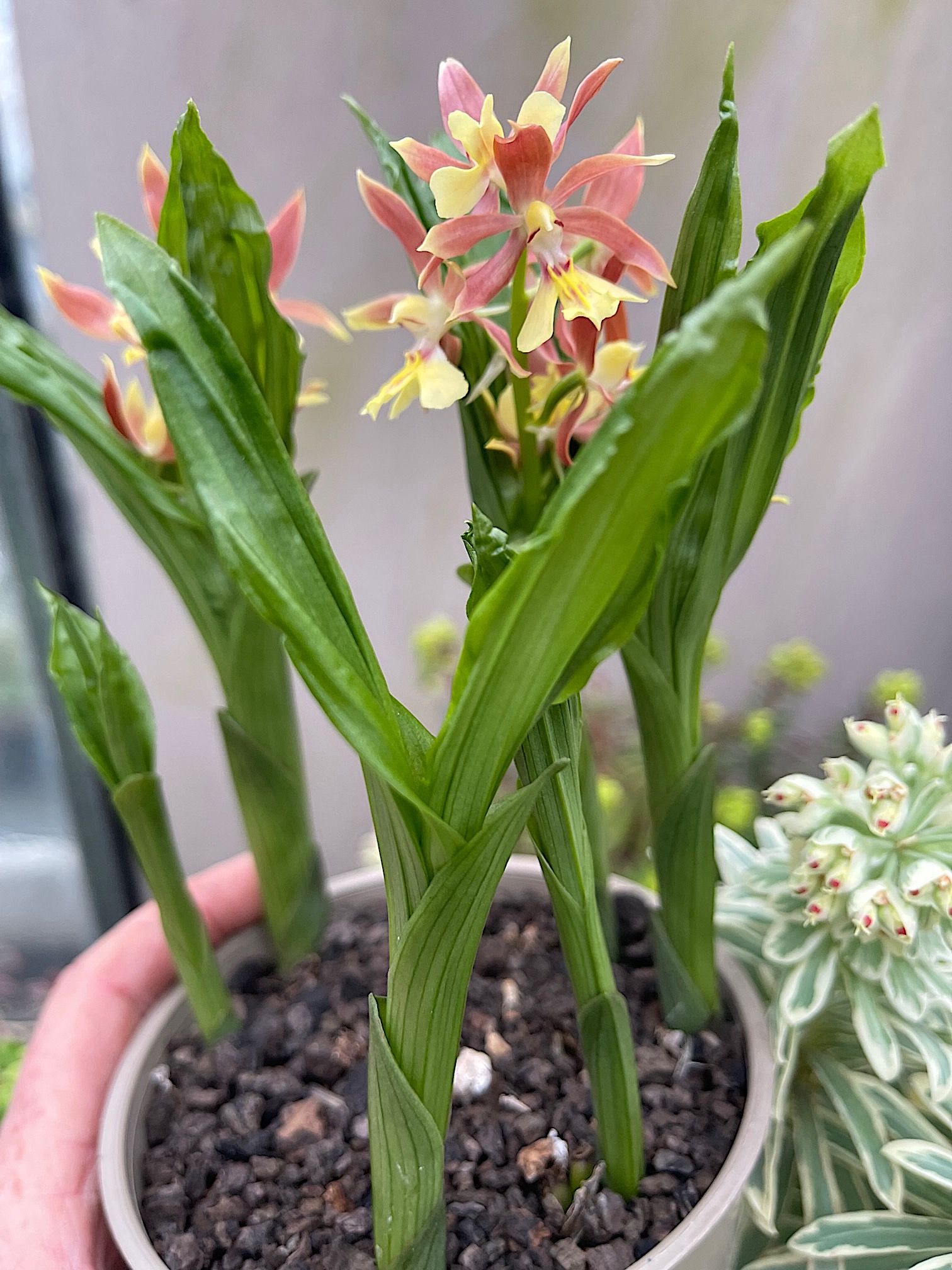Calanthe sieboldii "braun mit gelber Mitte" (i.13cmT.)