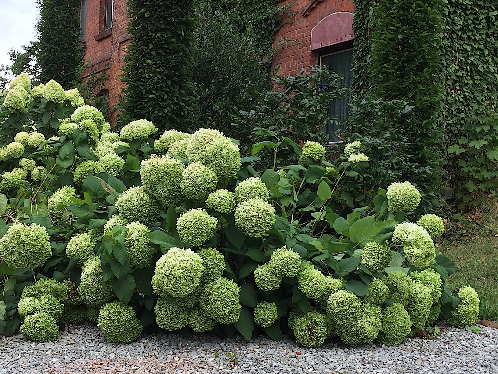 Hydrangea arborescens „Annabelle“ (i. 19 cmT.)