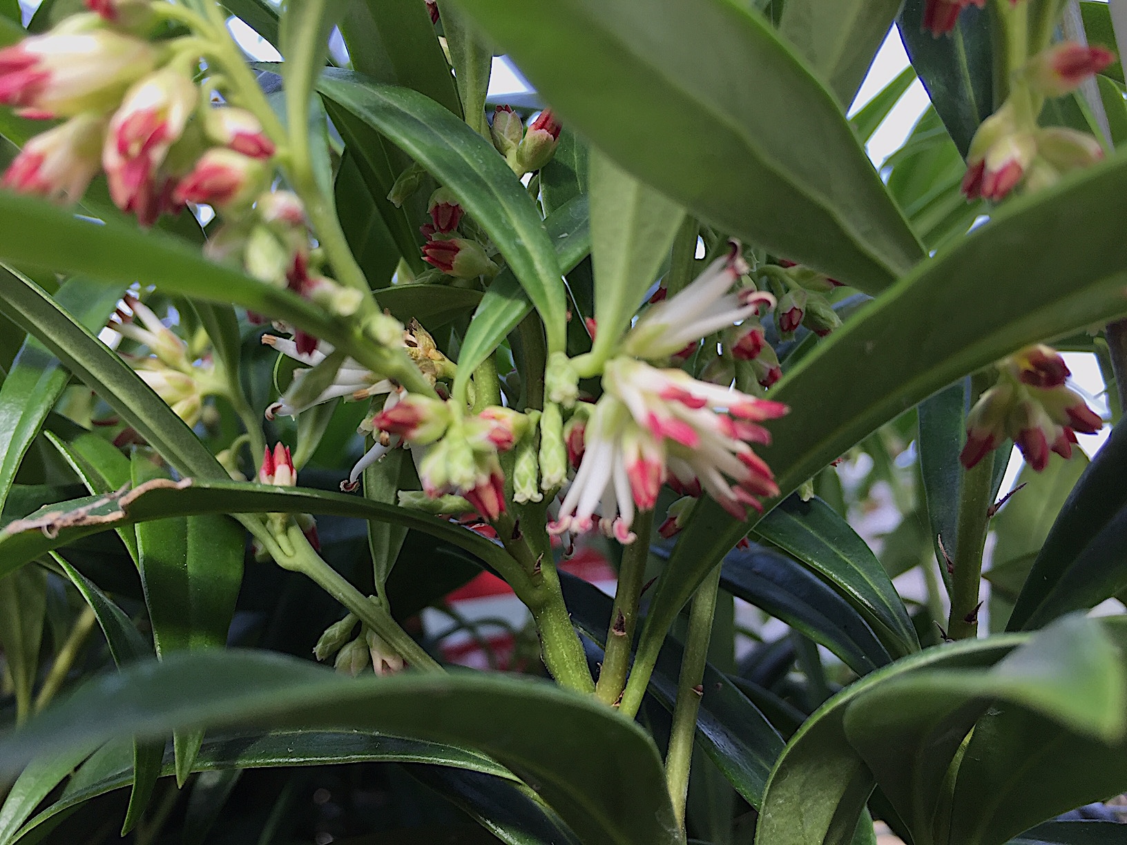 Sarcococca- Duft, duftende Schattenblume- Süßbuchs  salinga, (i.17cmT.) (35-40cm Lieferhöhe)