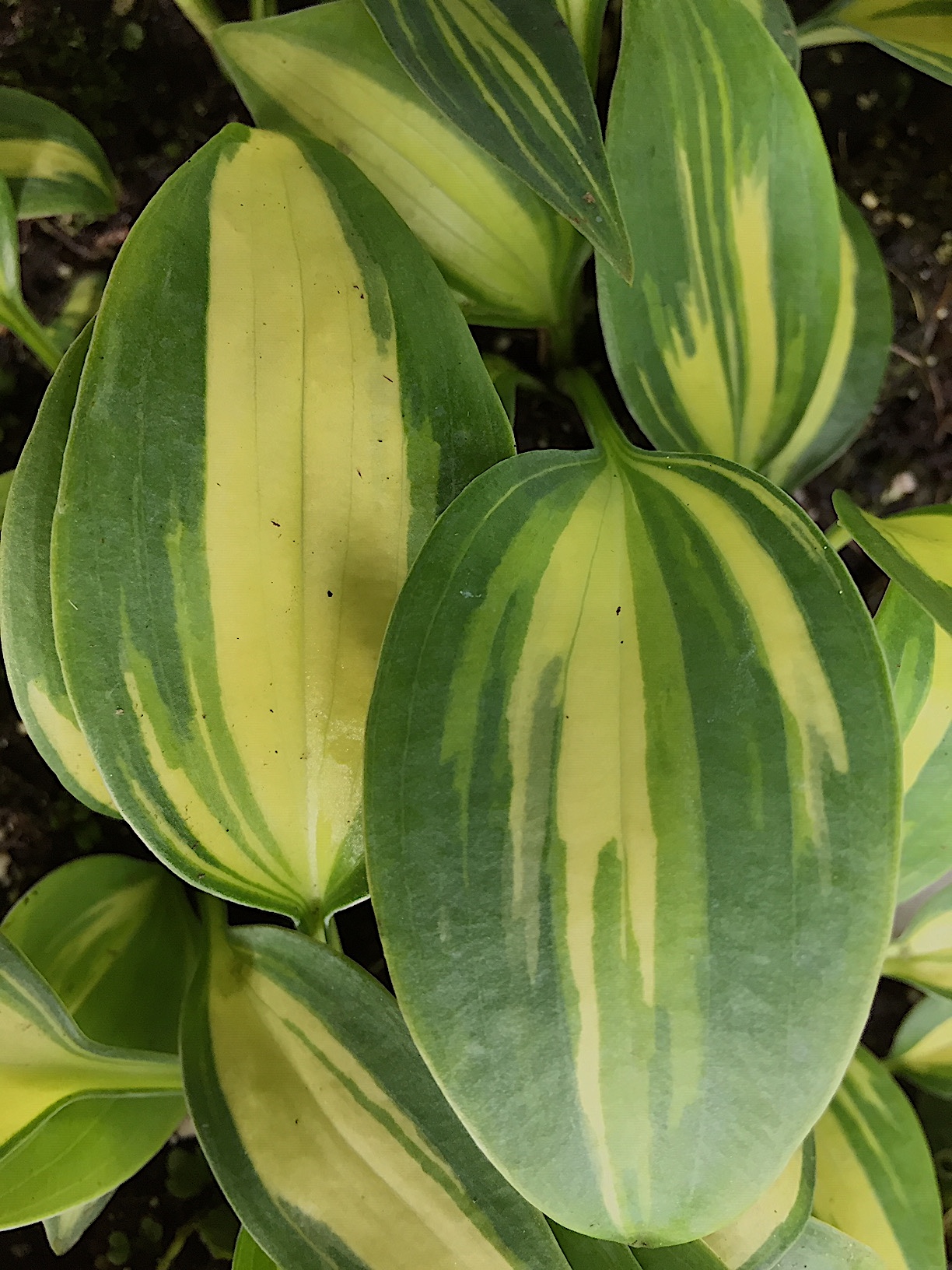 Hosta x tardiana „Catherine“ (i.9cmT.), Funkie, schneckenresistenter