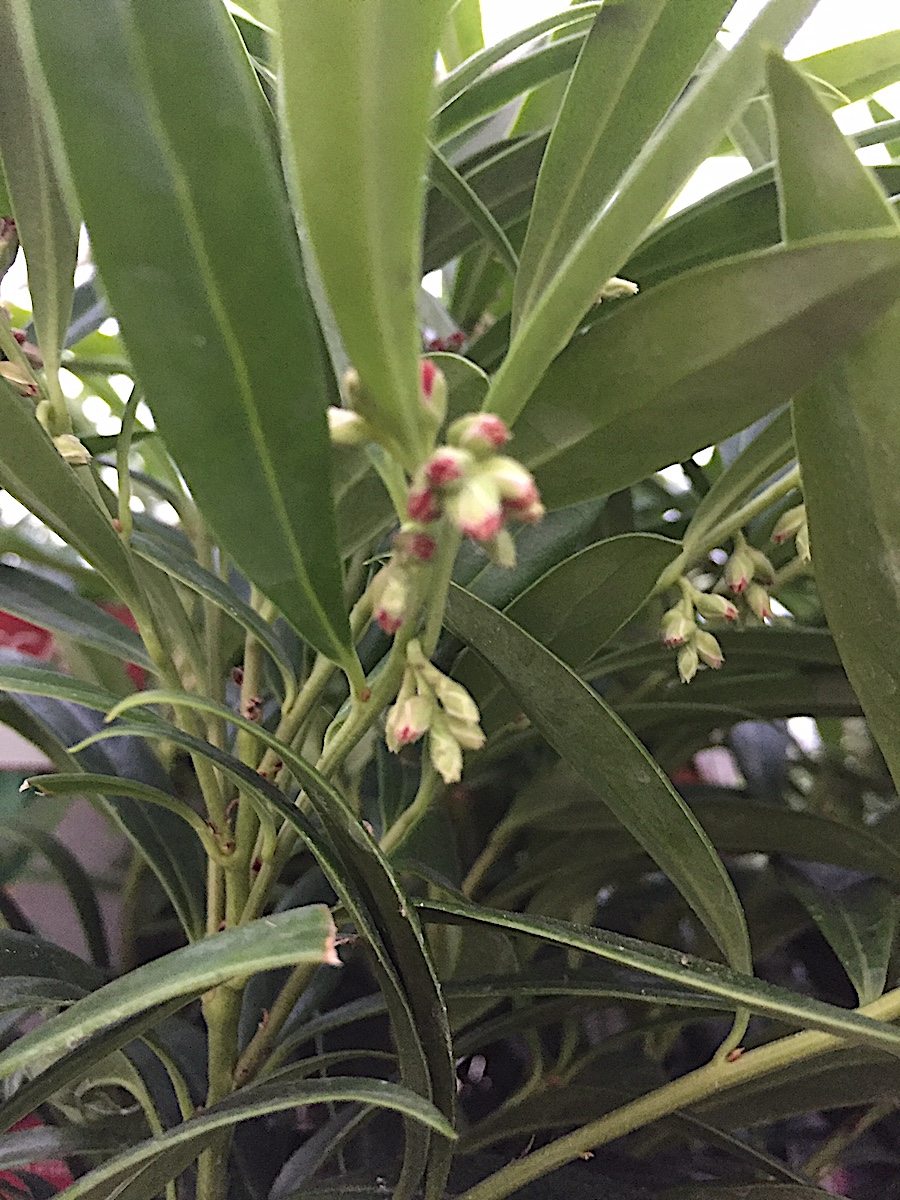 Sarcococca- Duft, duftende Schattenblume- Süßbuchs  salinga, (i.17cmT.) (35-40cm Lieferhöhe)