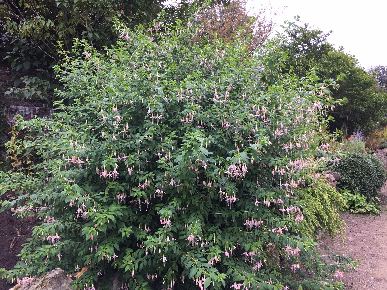 Fuchsia magellanica ´zartrosa` (i. 15cmT.) Freiland Fuchsie