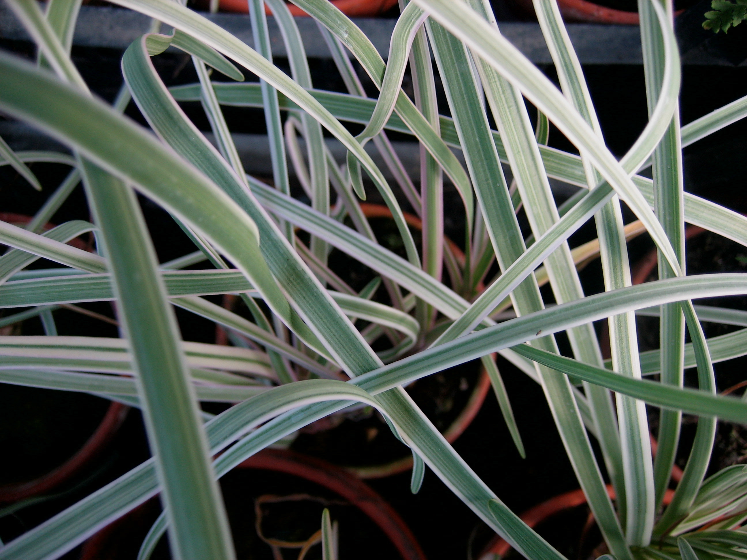 Tulbaghia violacea ´Silver Lace` (i.11cmT.) Zimmerknoblauch, weißbunt