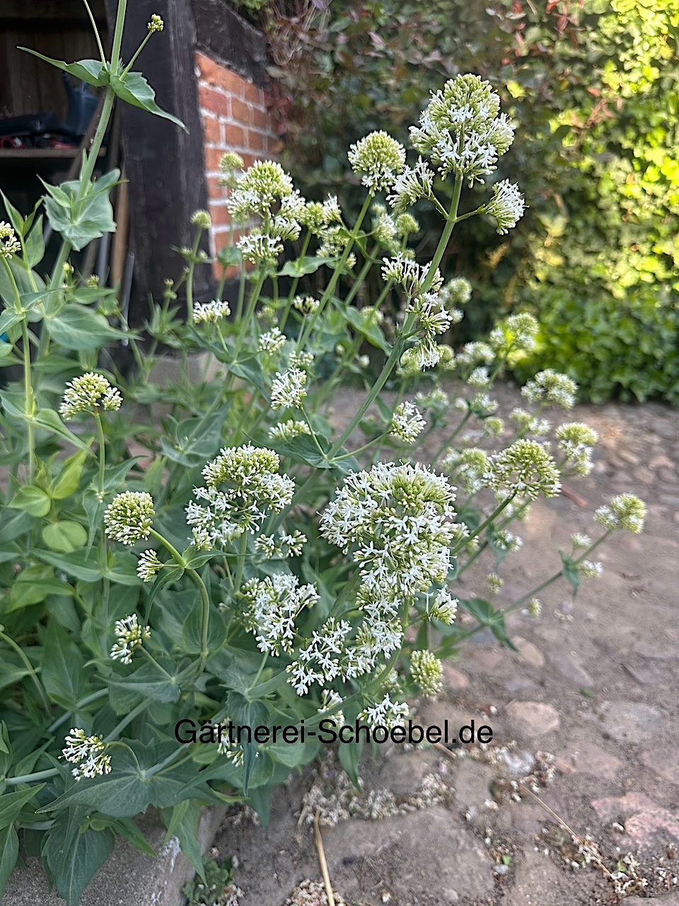 Centranthus ruber "Albus" (i.9cmT.) Garten - Spornblume