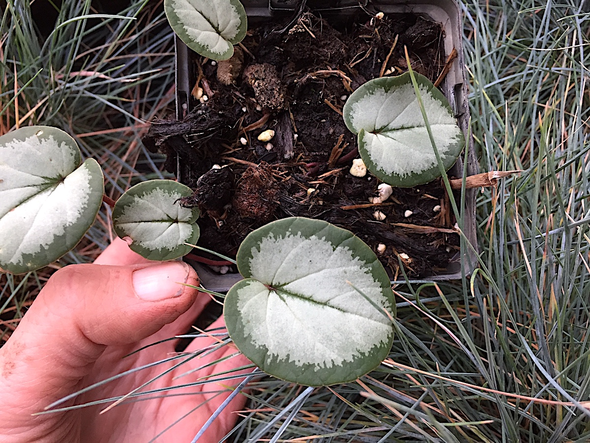Cyclamen coum „Silverleaf Mix“ (i.9cmT.), Silberveilchen