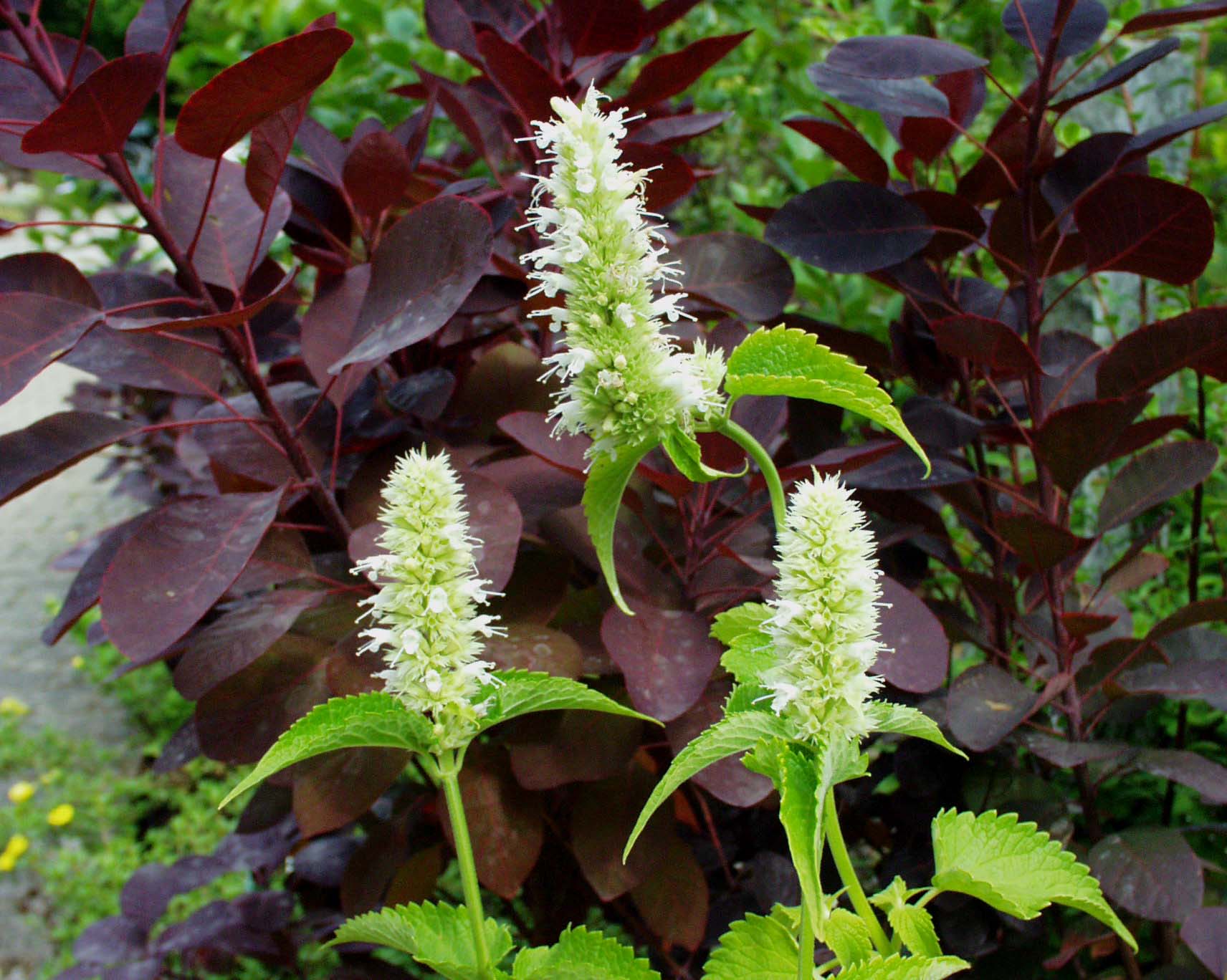 Agastache rugosa "Alba" (i.9cmT.) Koreanische Minze, weiß
