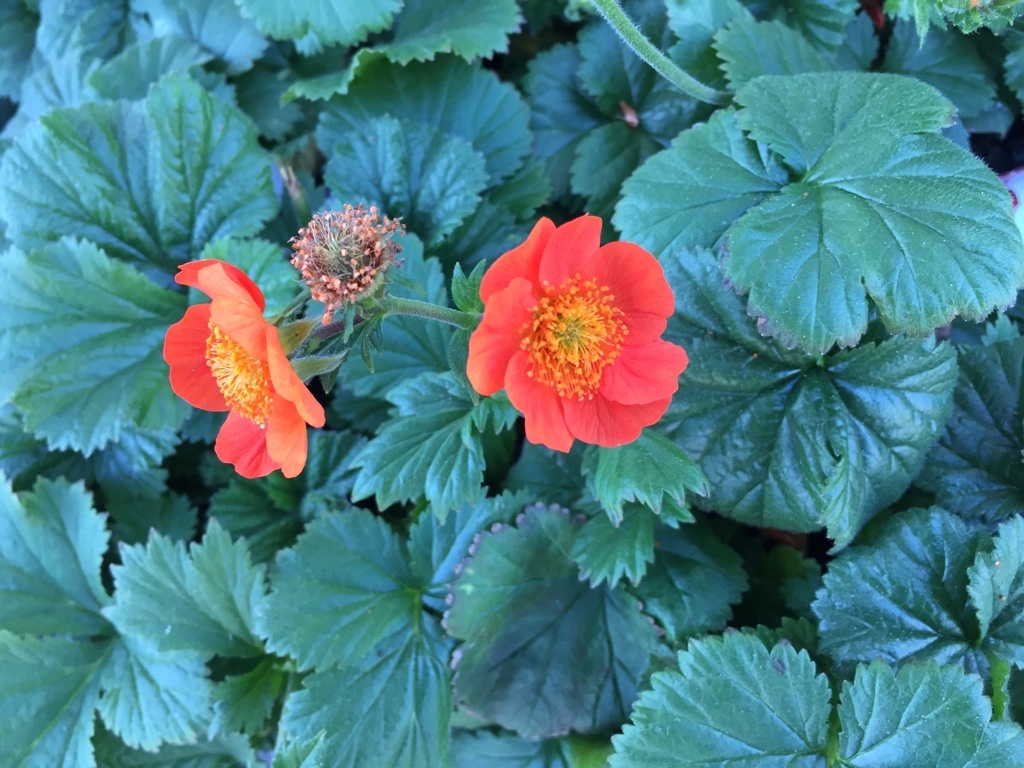 Geum coccineum  „Koi“ (i.13cmT.)orangerot  Nelkenwurz