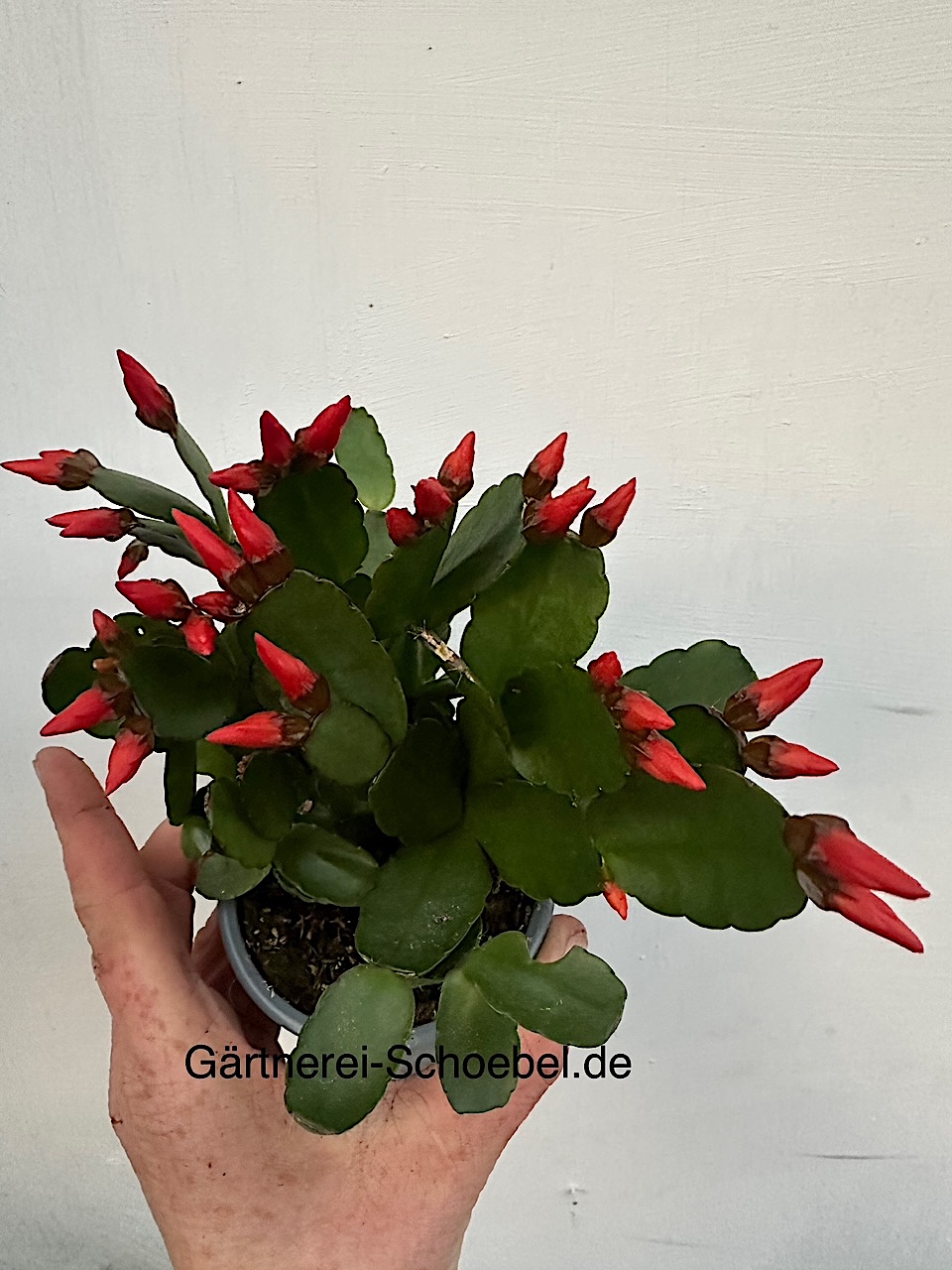 Rhipsalidopsis rot (i.12cm T.), Blattkaktus Osterkaktus