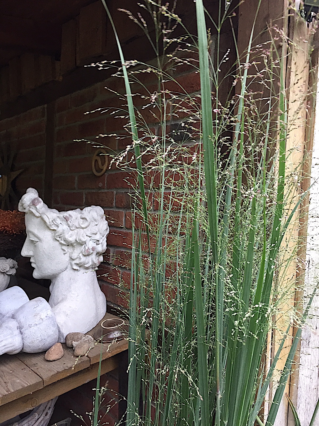 Panicum virgatum „North Wind“ (i.7 literT.), Riesen Ruten Hirse