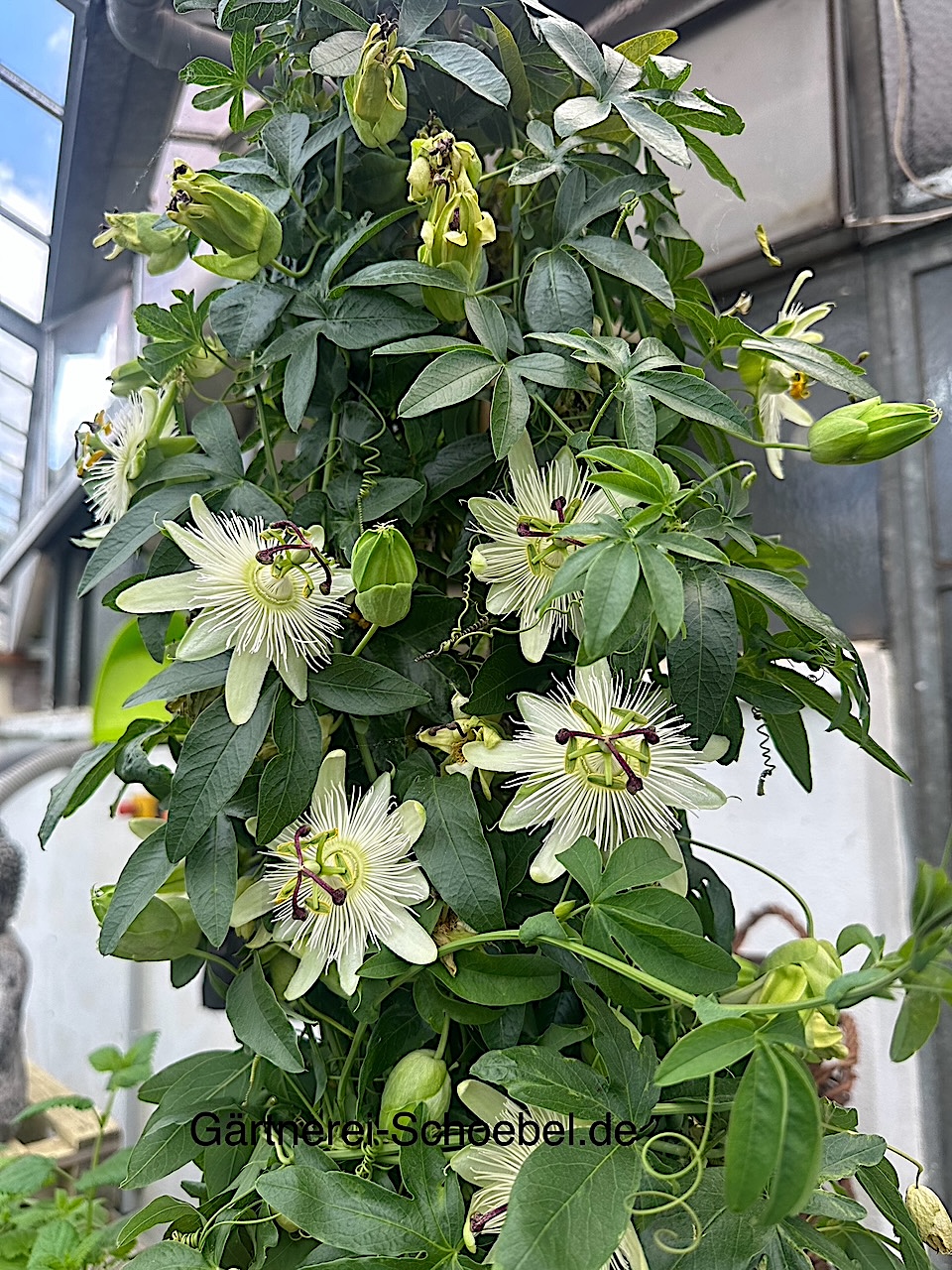 Passiflora caerulea „Constanze Elliot“ (i. 15cmT.)jetzt 65cm Höhe, weisse Passionsblume