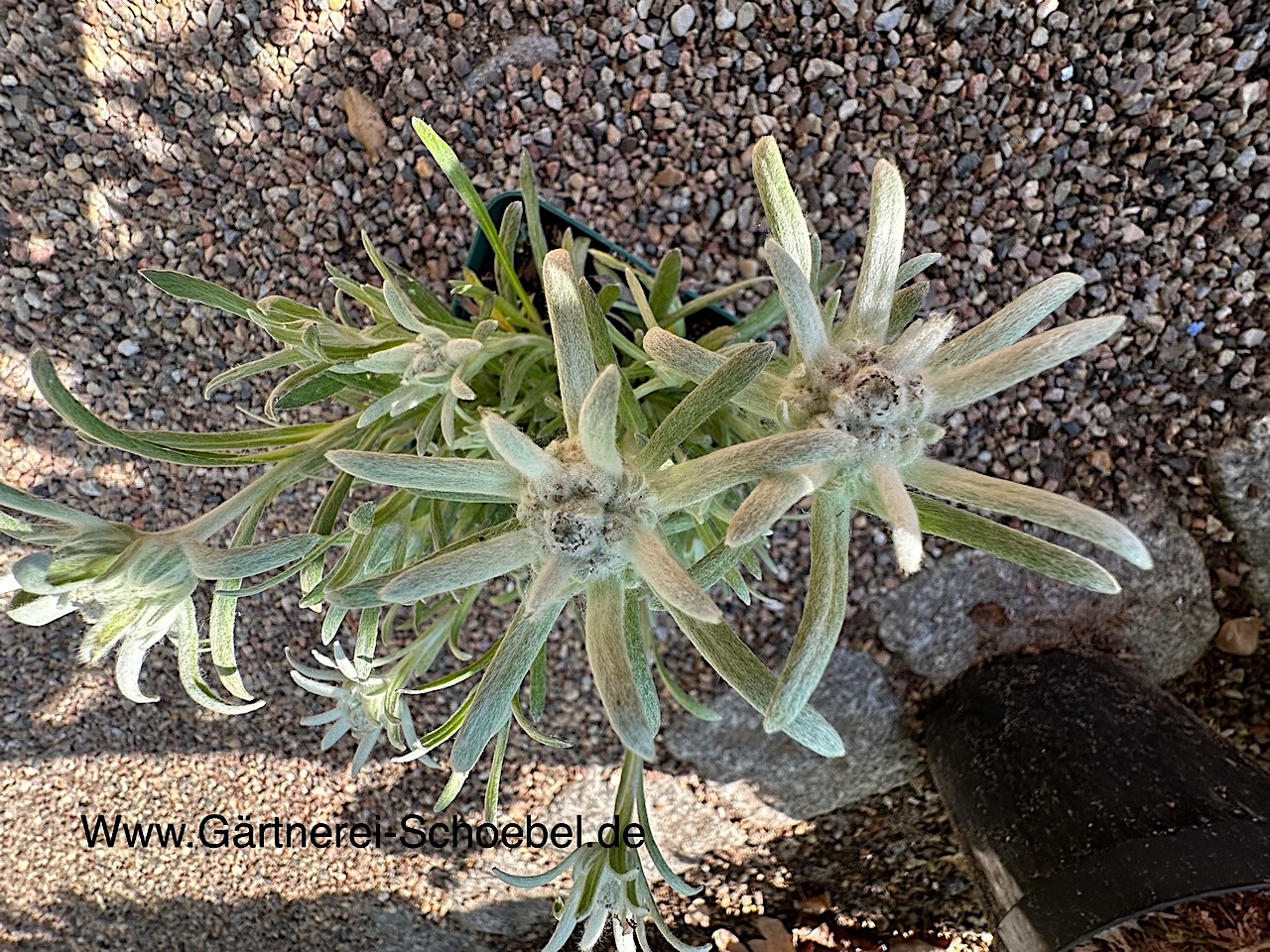 Leontopodium souliei "Blossom of Snow ®"(i.9 cm T.) Echtes Alpenedelweiss