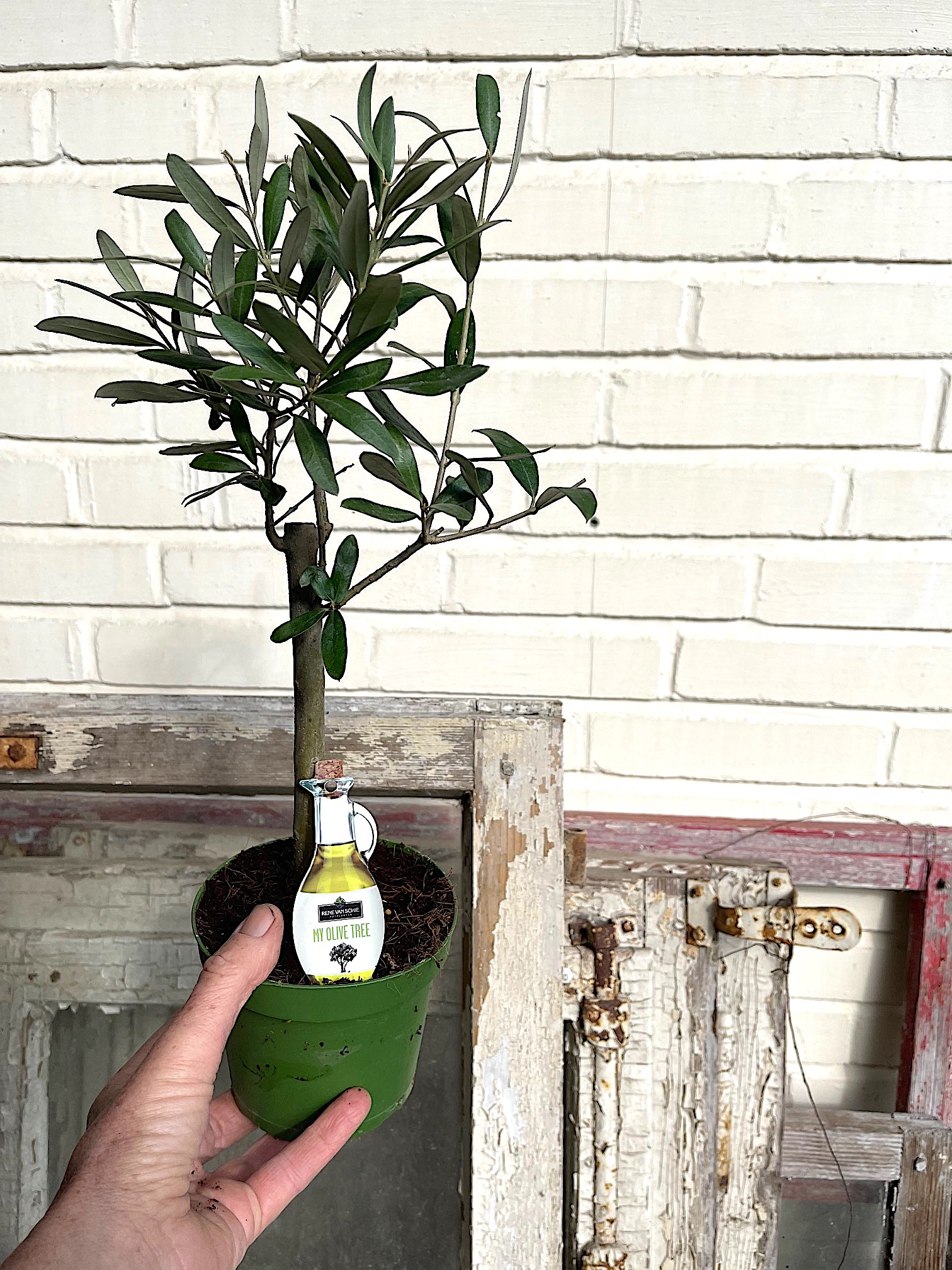 Olea europea „Cipressino“ (i.12 cmT.)(jetzt ca 45 cm hoch, ab Boden)