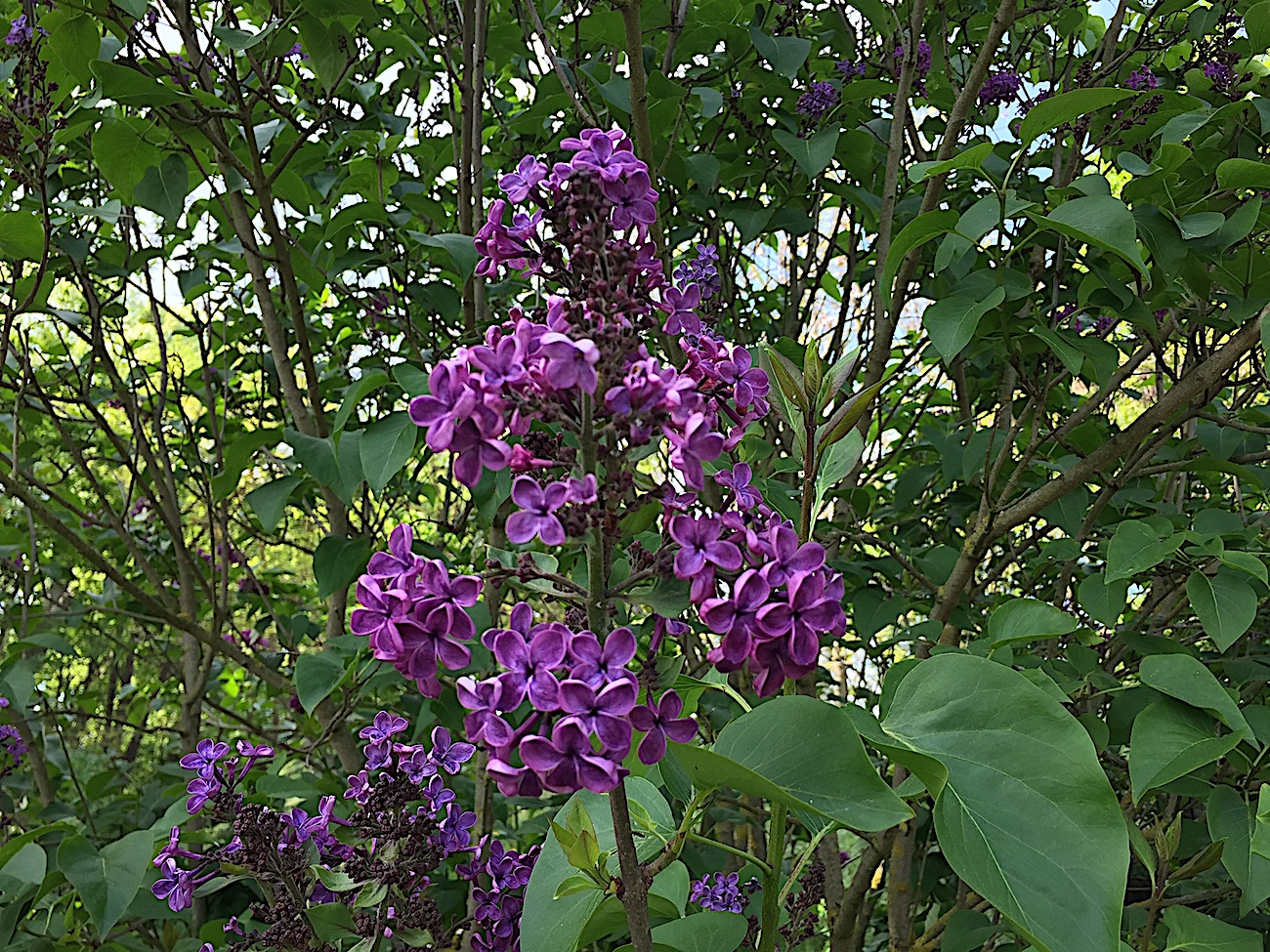 Syringa vulgaris „Andenken an Ludwig Späth“ (i.11-14cm Topf)