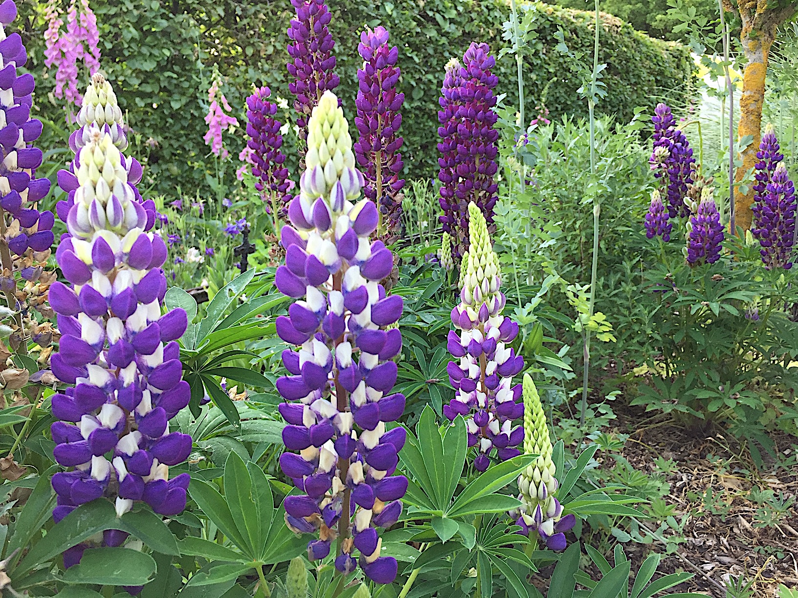 Lupinus polyphyllus "Blau Variationen aus Neuseeland" Lupine (i.13cmT.)