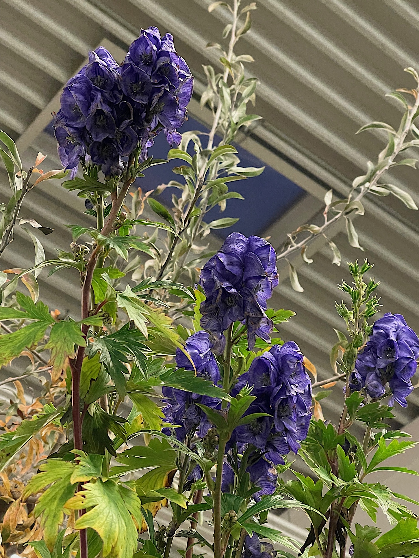 Aconitum carmichaelii „Arendsii“ ( i.12cmT.) Herbst-Eisenhut
