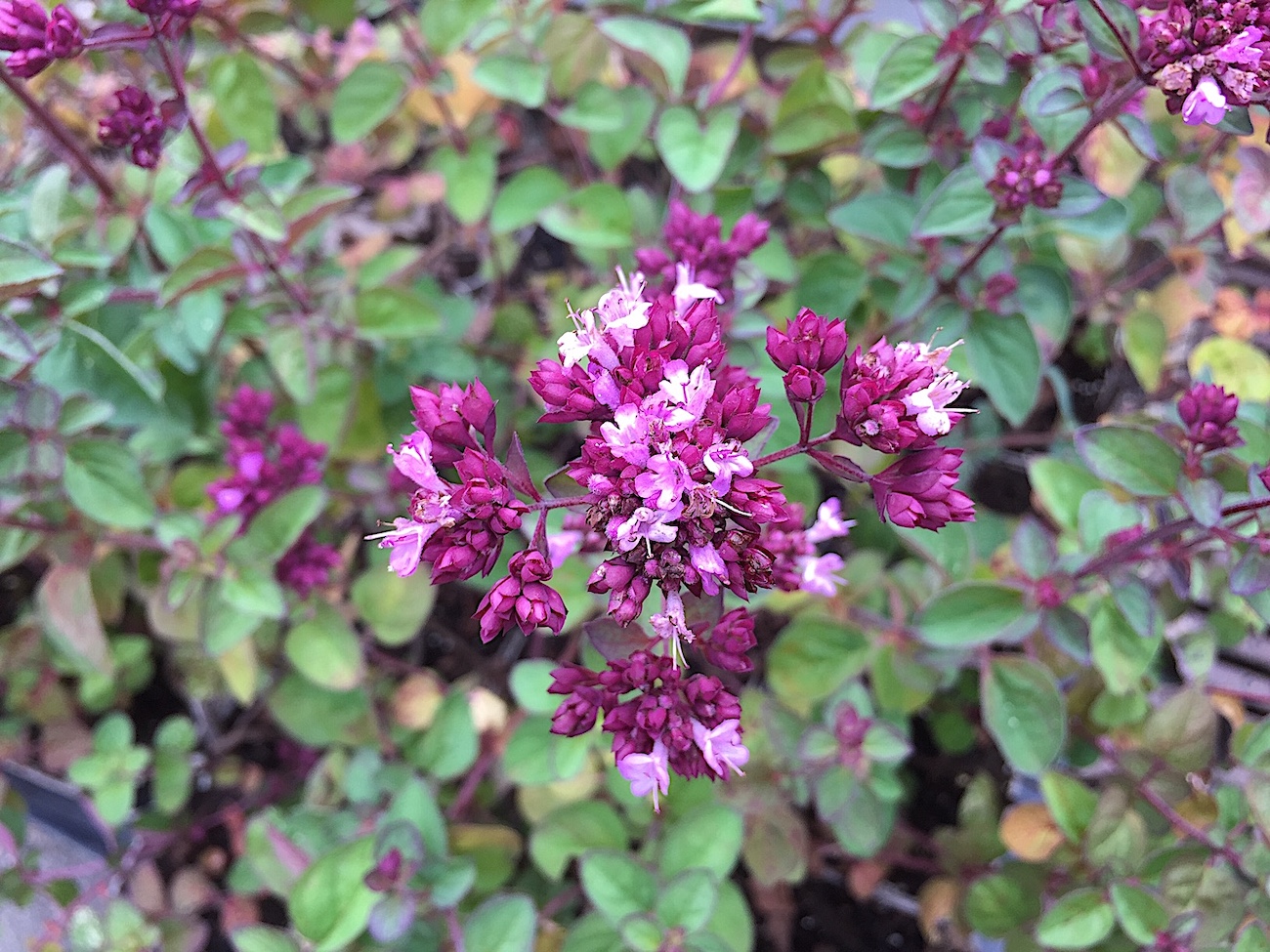 Origanum  Laevigatum-Hybride "Rosenkuppel" rosa (i.9cmT.)