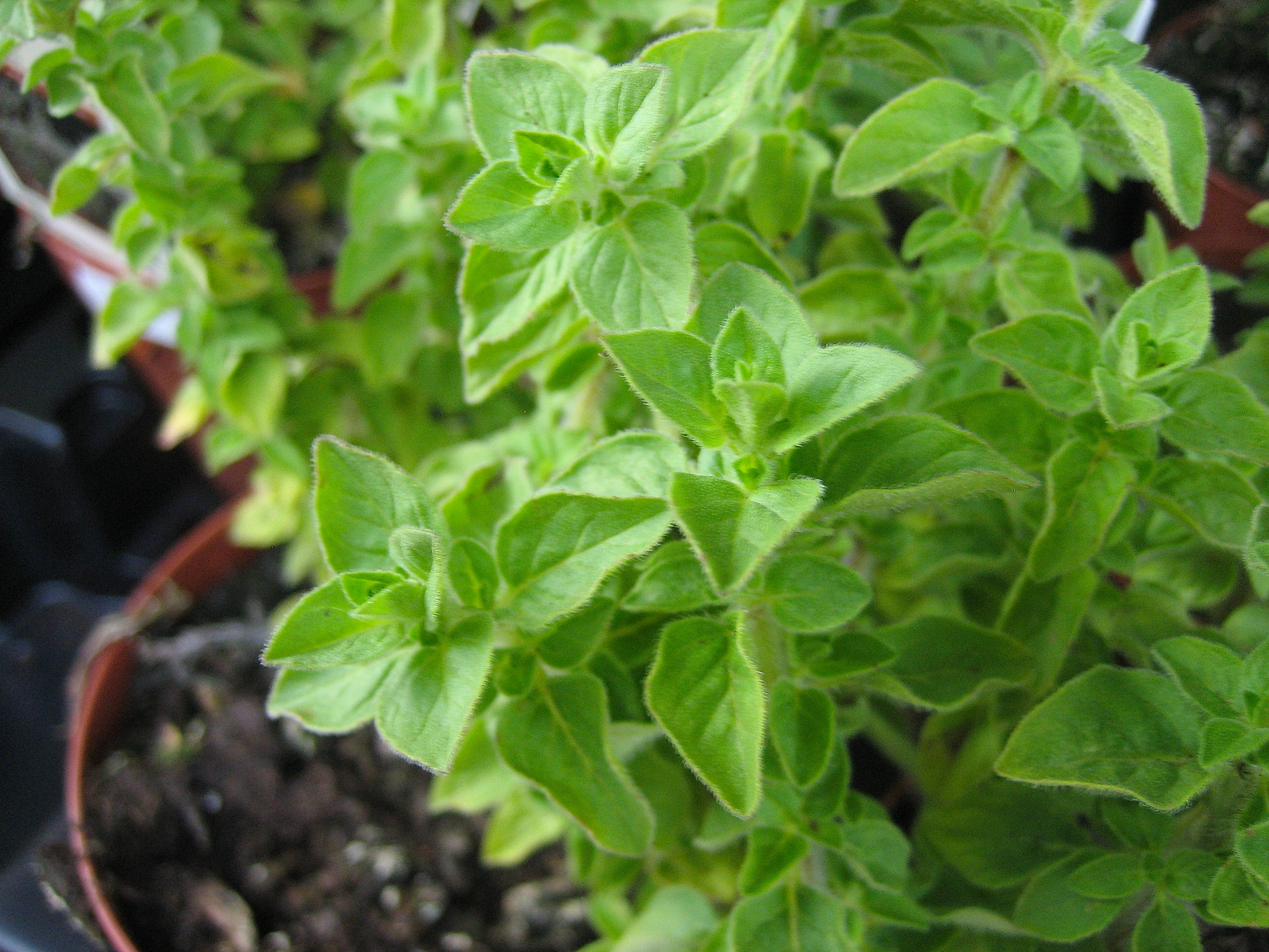Origanum vulgare ´Hot and Spicy` (i.11cmTopf) Oreganum pfeffrig u. scharf