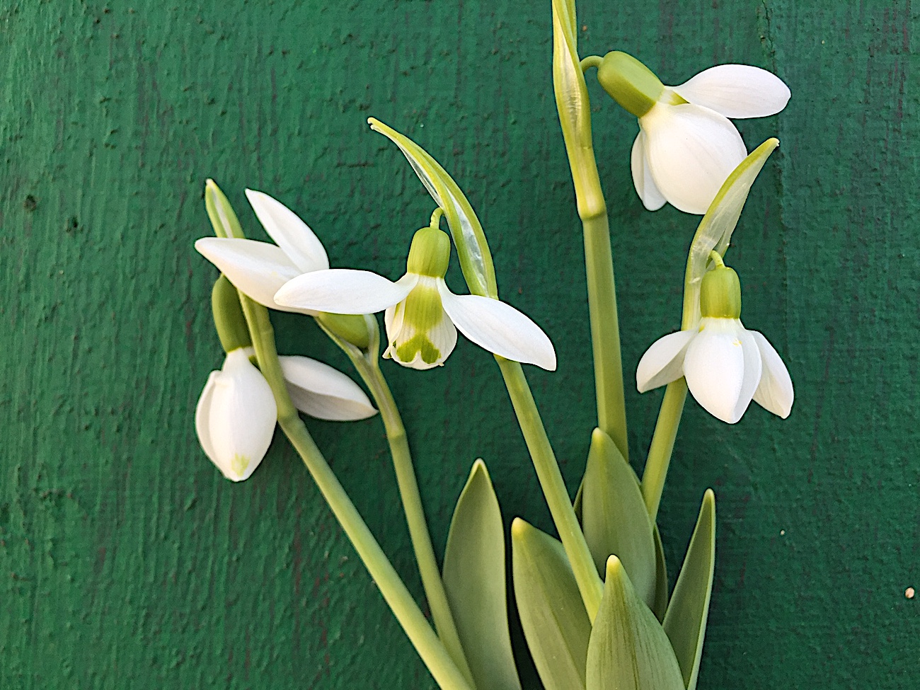 Galanthus elwesii ,Schneeglöckchen  (i. 9 cm T.)