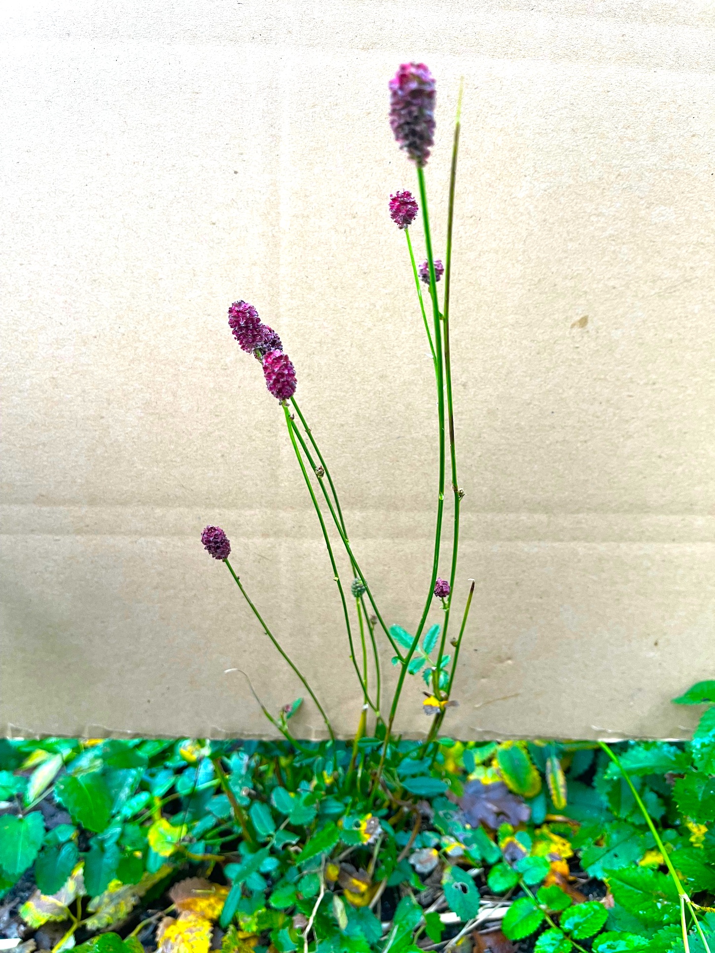 Sanguisorba off. "Tanna"(i.11cmT.) Kleiner Wiesenknopf