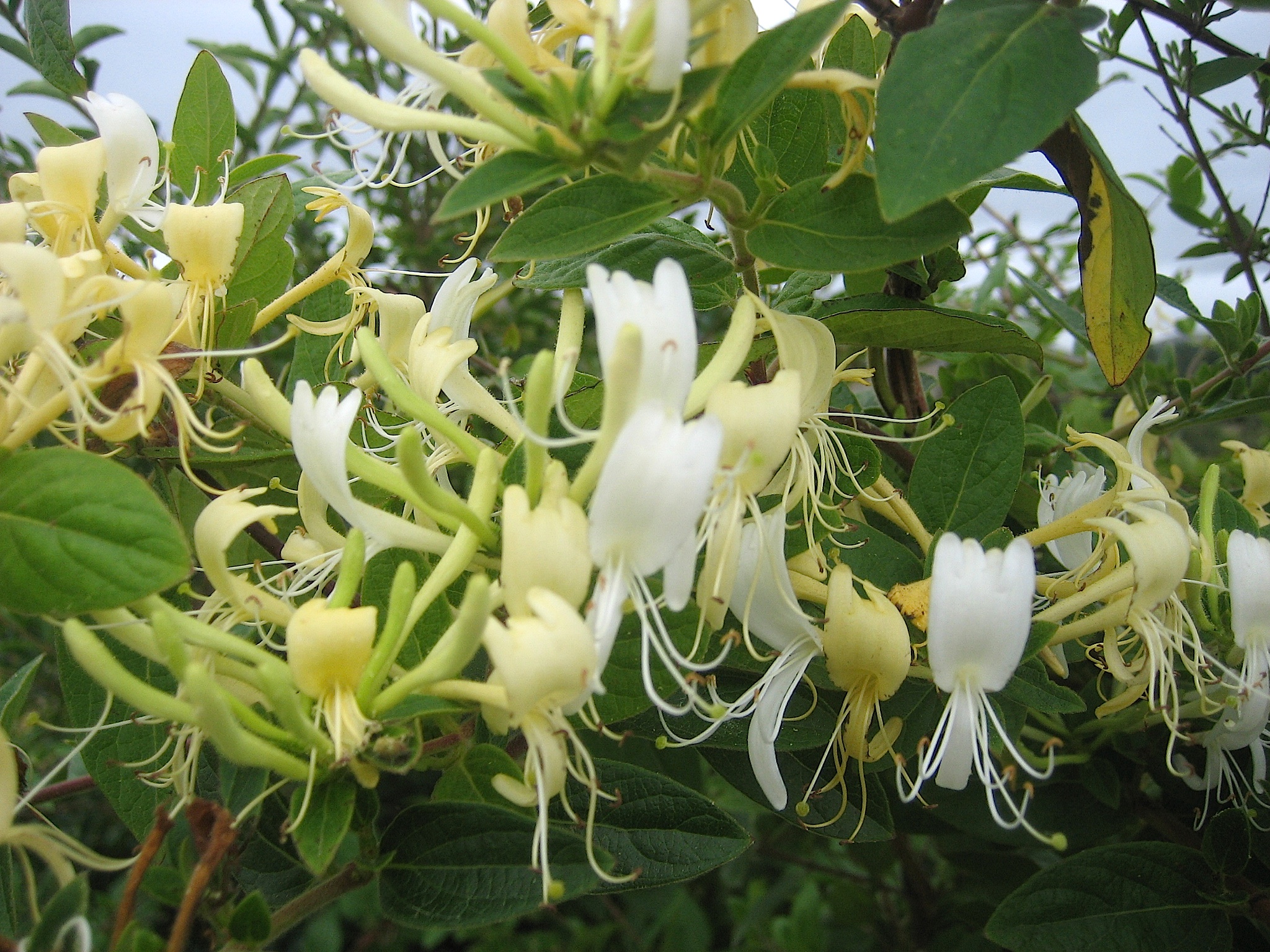 Lonicera Duft caprifolium(i.2lT.), Geissblatt, duftendes