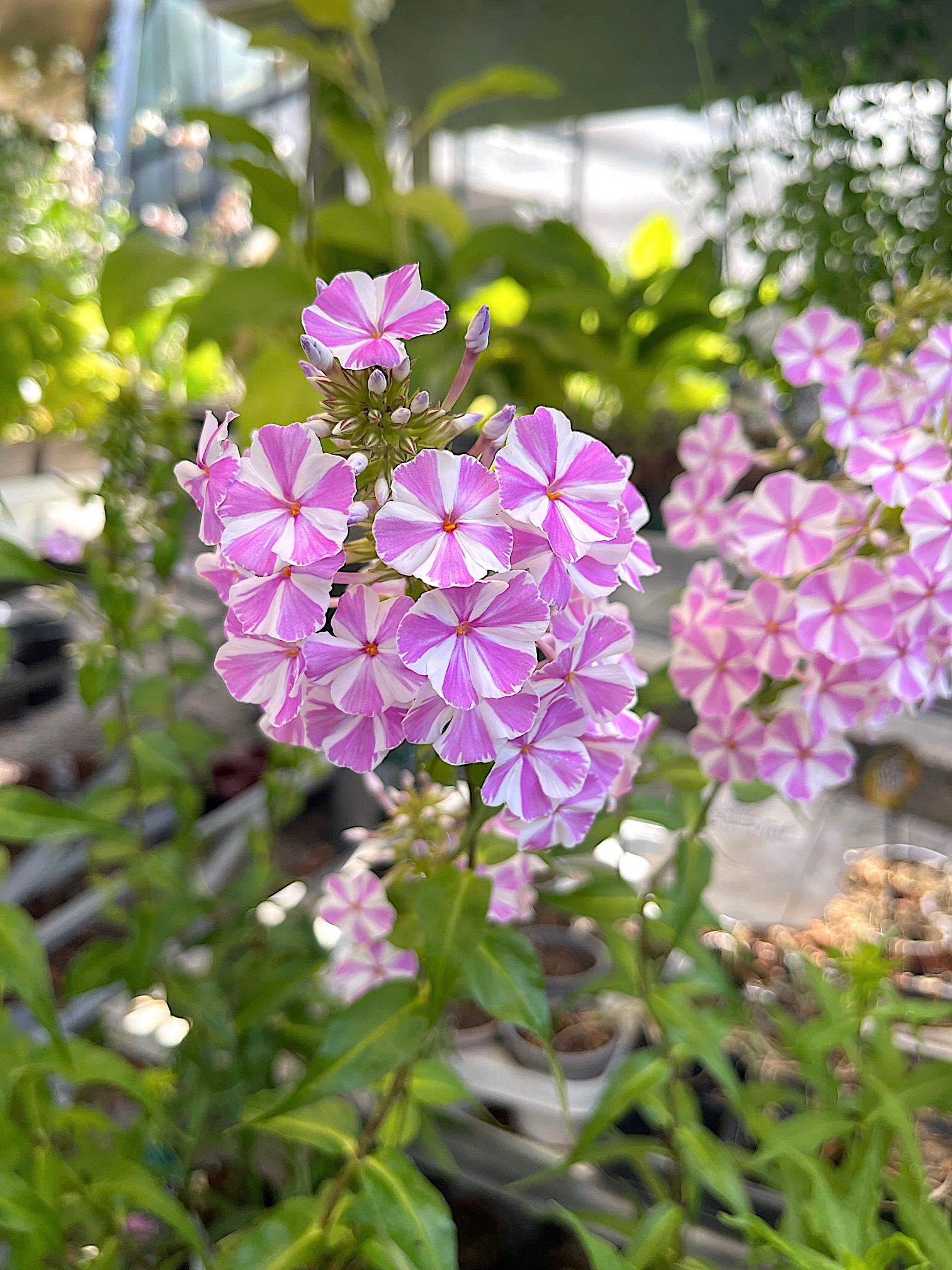 Phlox maculata „Natascha“. (i.12cmT.)