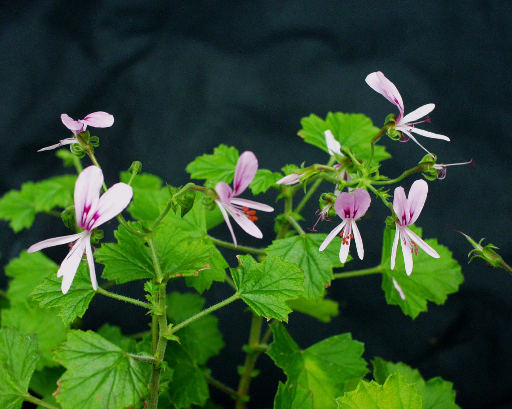 Pelargonium greytonense (I.10cmT.)