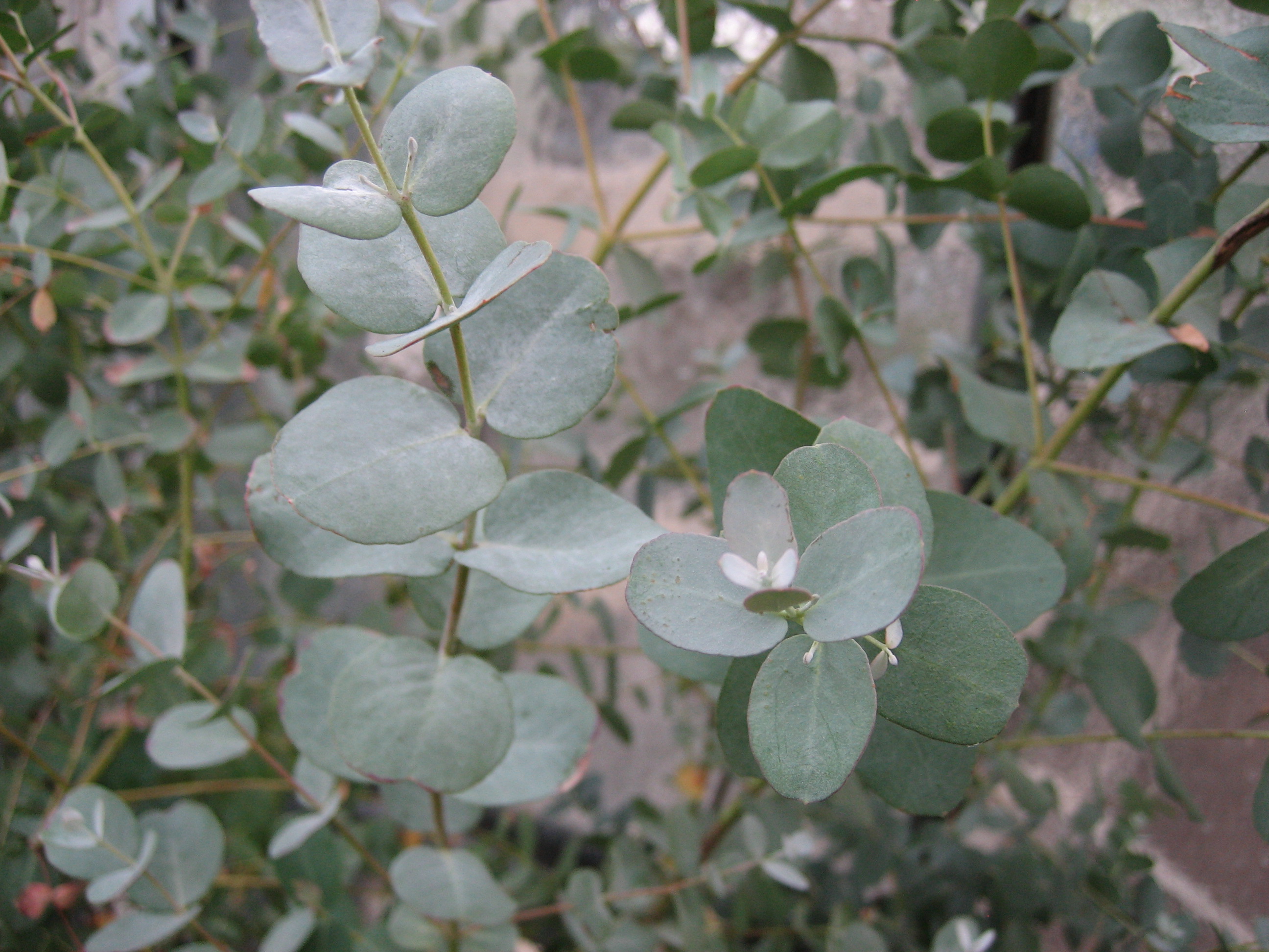 Eucalyptus  ´Silbertaler` (i. 13cm T.) Eucalyptus