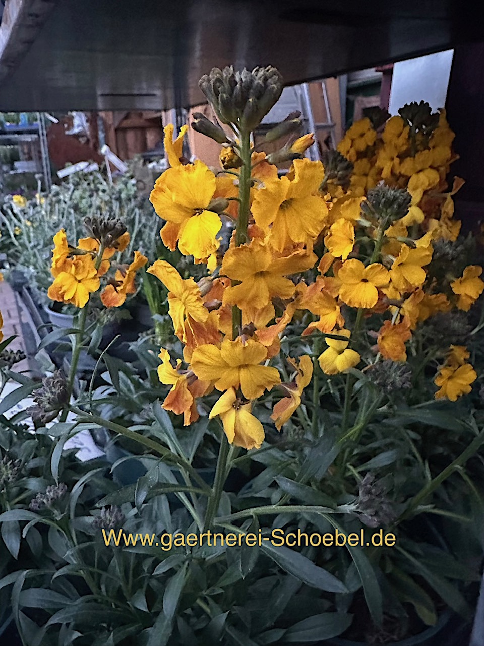 Erysimum cheiri  (i.12cmT.), Goldlack,, Lenzleuchten  gelb grosse Blüten