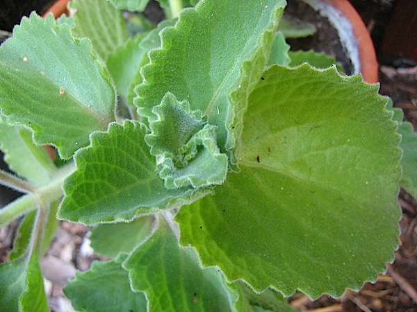Plectranthus ambonicus aus Neuseeland  5 Kräuter-Pflanze (i.9cmT.)