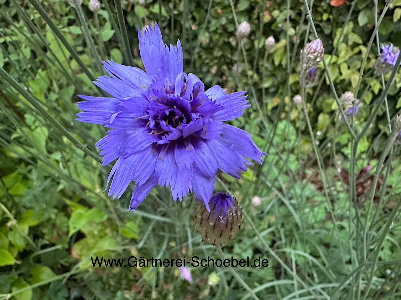 Catananche caerulea (i.9cm T.) Rasselblume, Wegwarte
