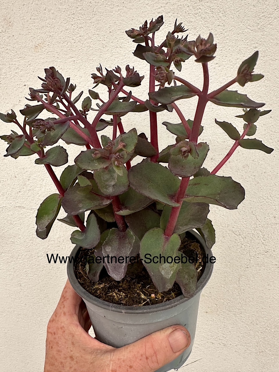 Sedum spectabile „Carl“ (i.13 cmT.), Fetthenne