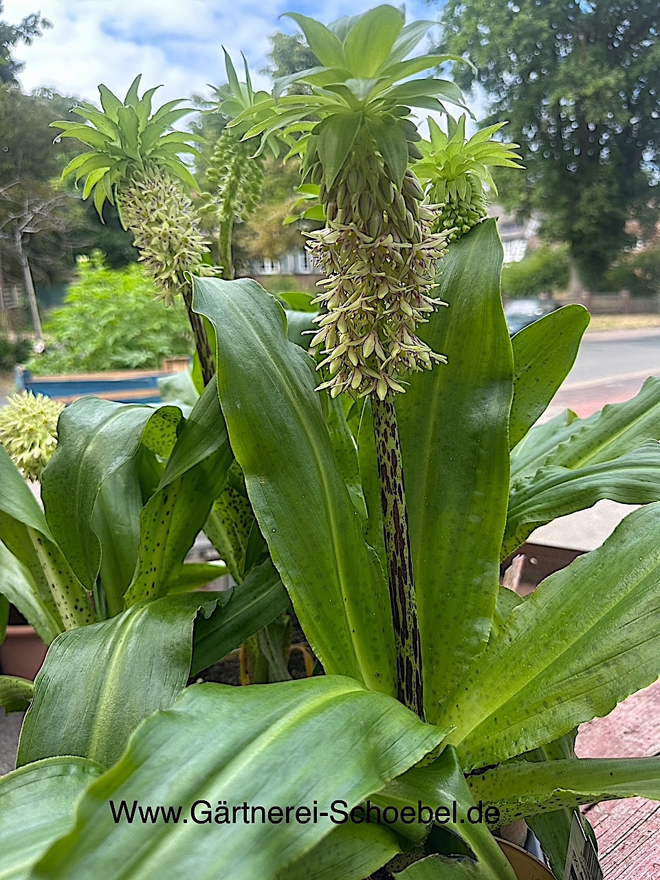 Eucomis bicolor (i. 17 cm T.), Ananasblume,Ananaslilie,  Schopflilie