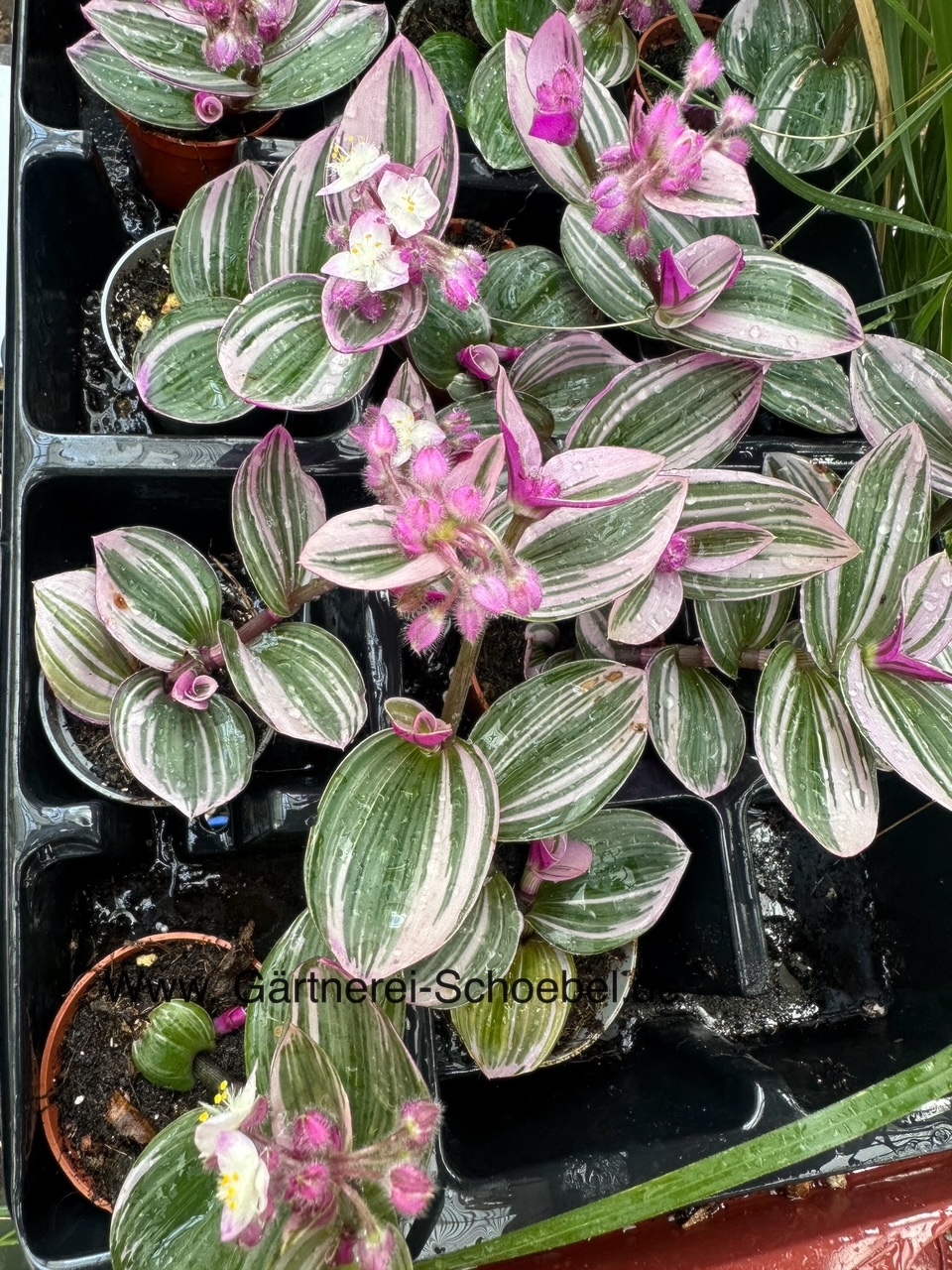 Tradescantia „ Nanouk “ (i.5-6cmT.), Dreimaster Blume