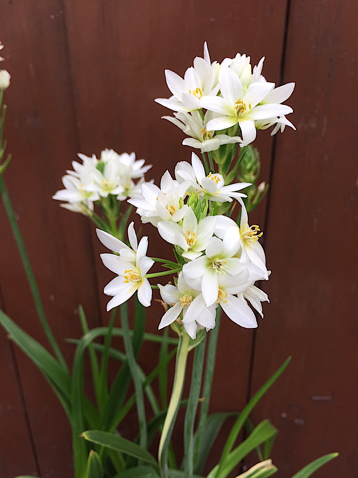 Ornithogalum thyrsoides (i.13cmT.), Kap- Milchstern, Stern von Bethlehem