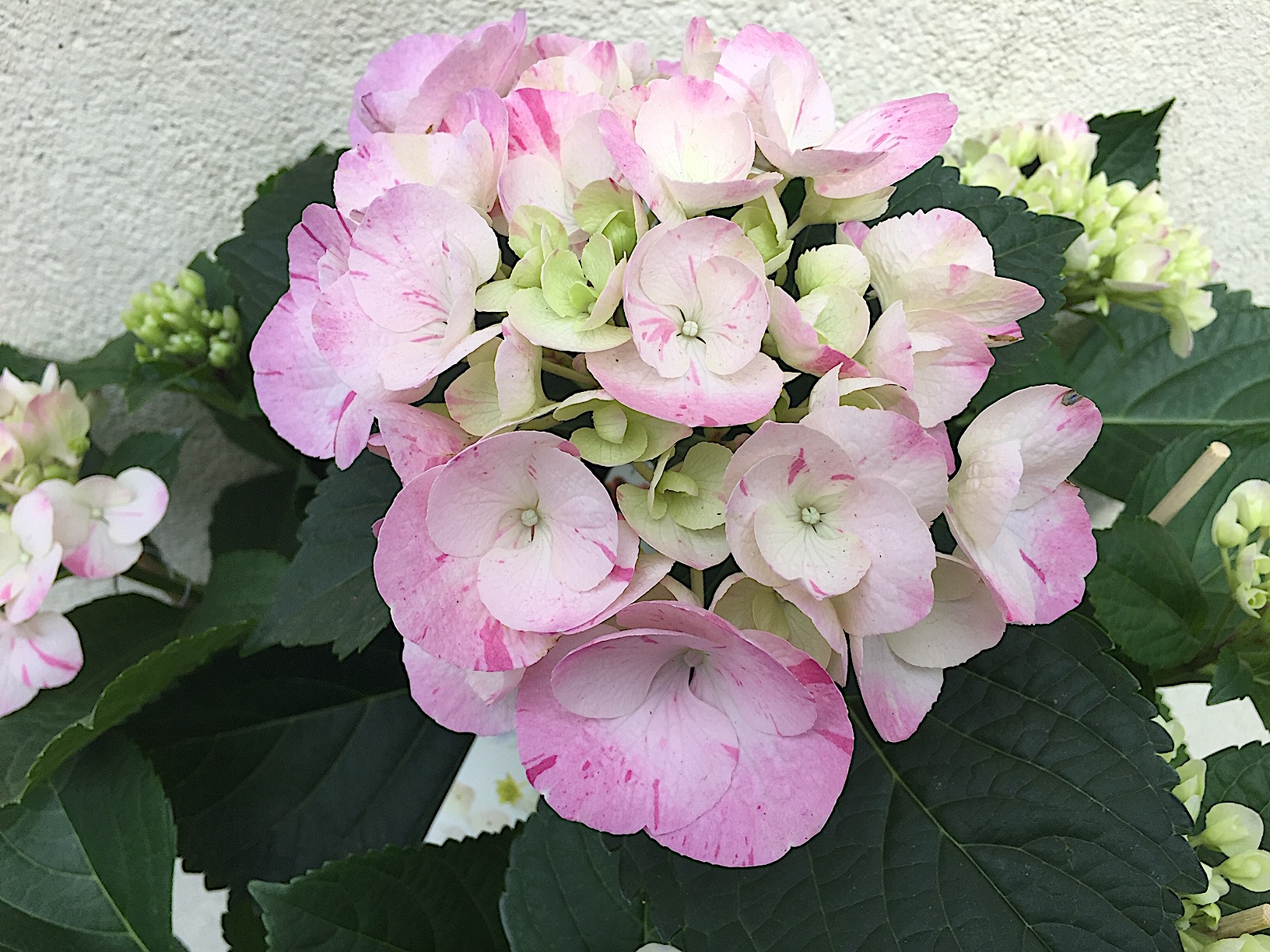 blumige Mutterliebe