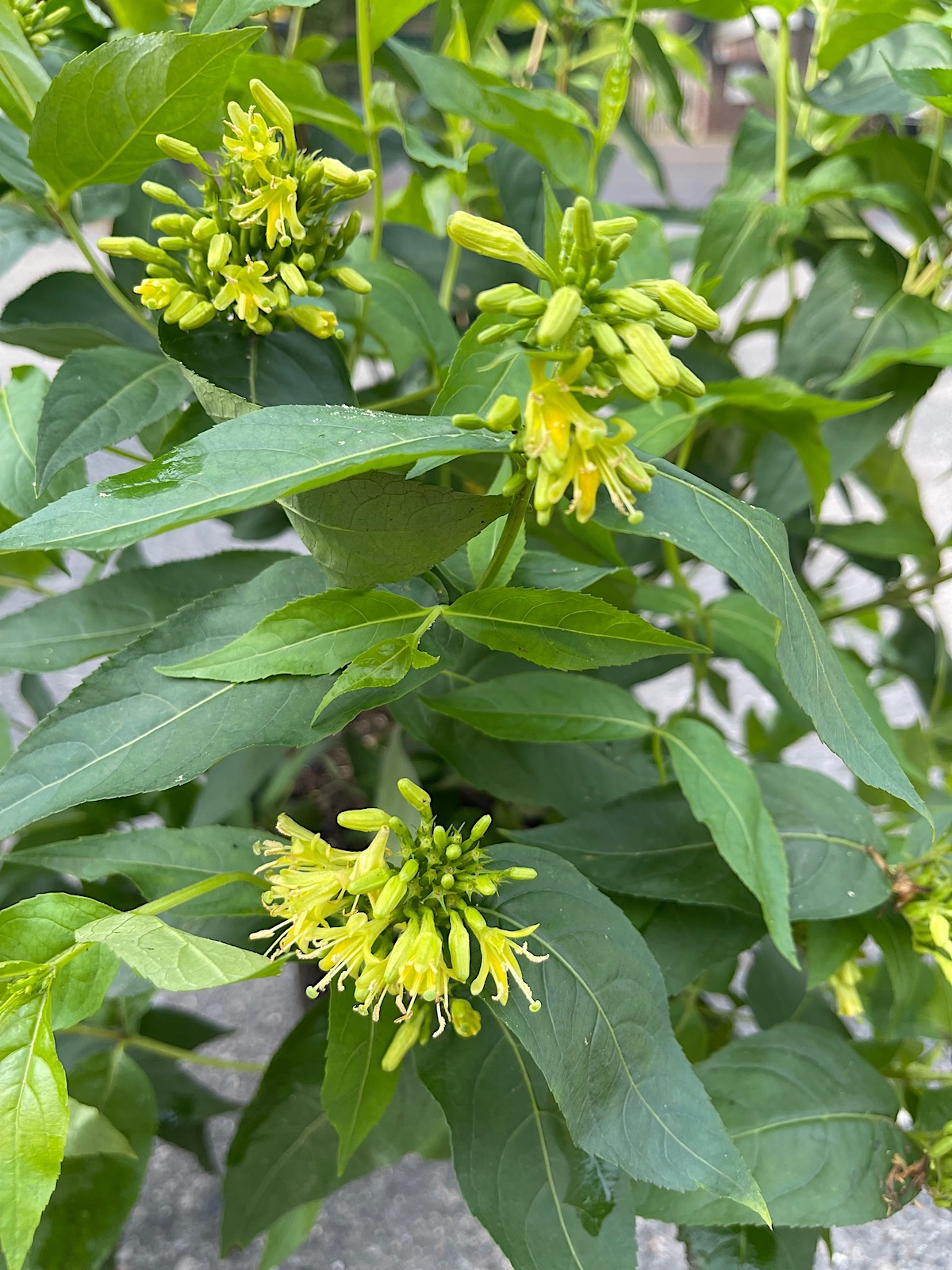 Diervilla sessiliflora „Butterfly“ (i.3 liter T.), Buschgeissblatt, Busch Honey suckle