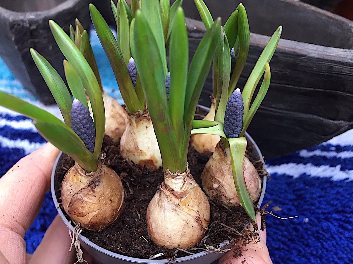 Muscari armeniacum, Traubenhyazinthen (i.9cmT.)“Big Smile“(4 Zwiebeln/Topf)