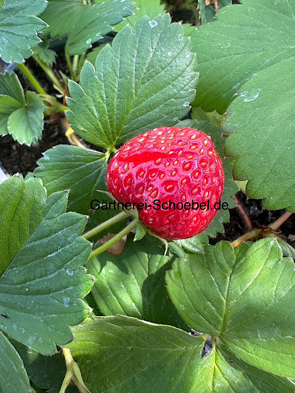 Fragaria  „Korona“ (9,5 cmTopf) Erdbeere, mittelfrüh