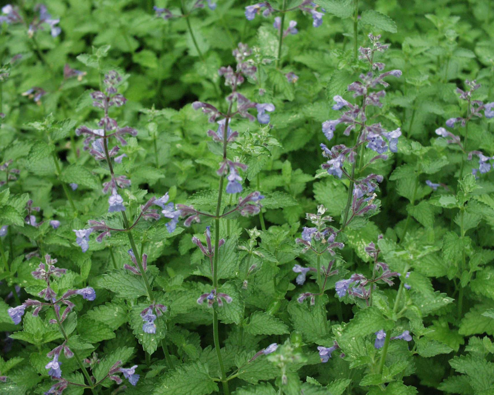 Nepeta x faassenii ´Walker`s Low (i.9cmT.) Katzenminze