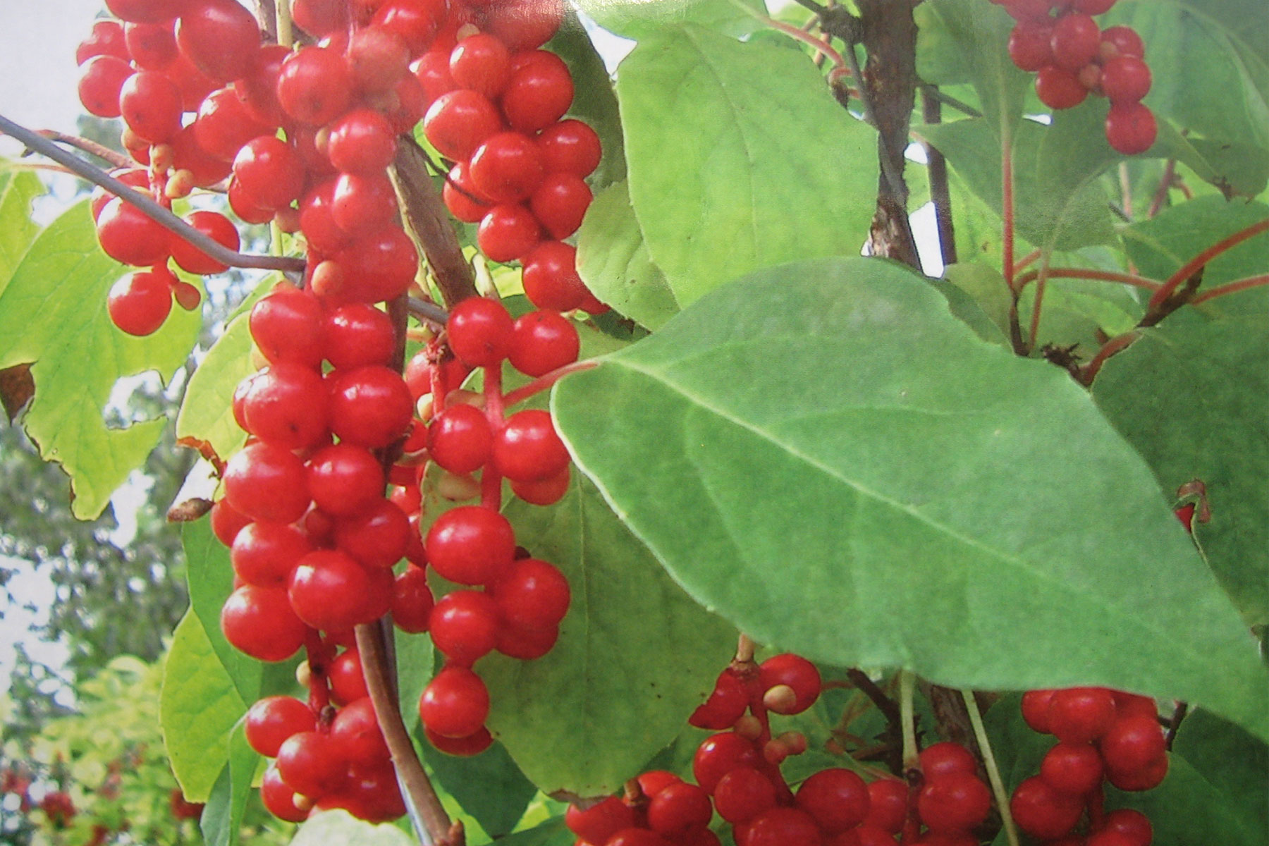 Schisandra  chinensis , Vitalbeere ( i. 2l T.)