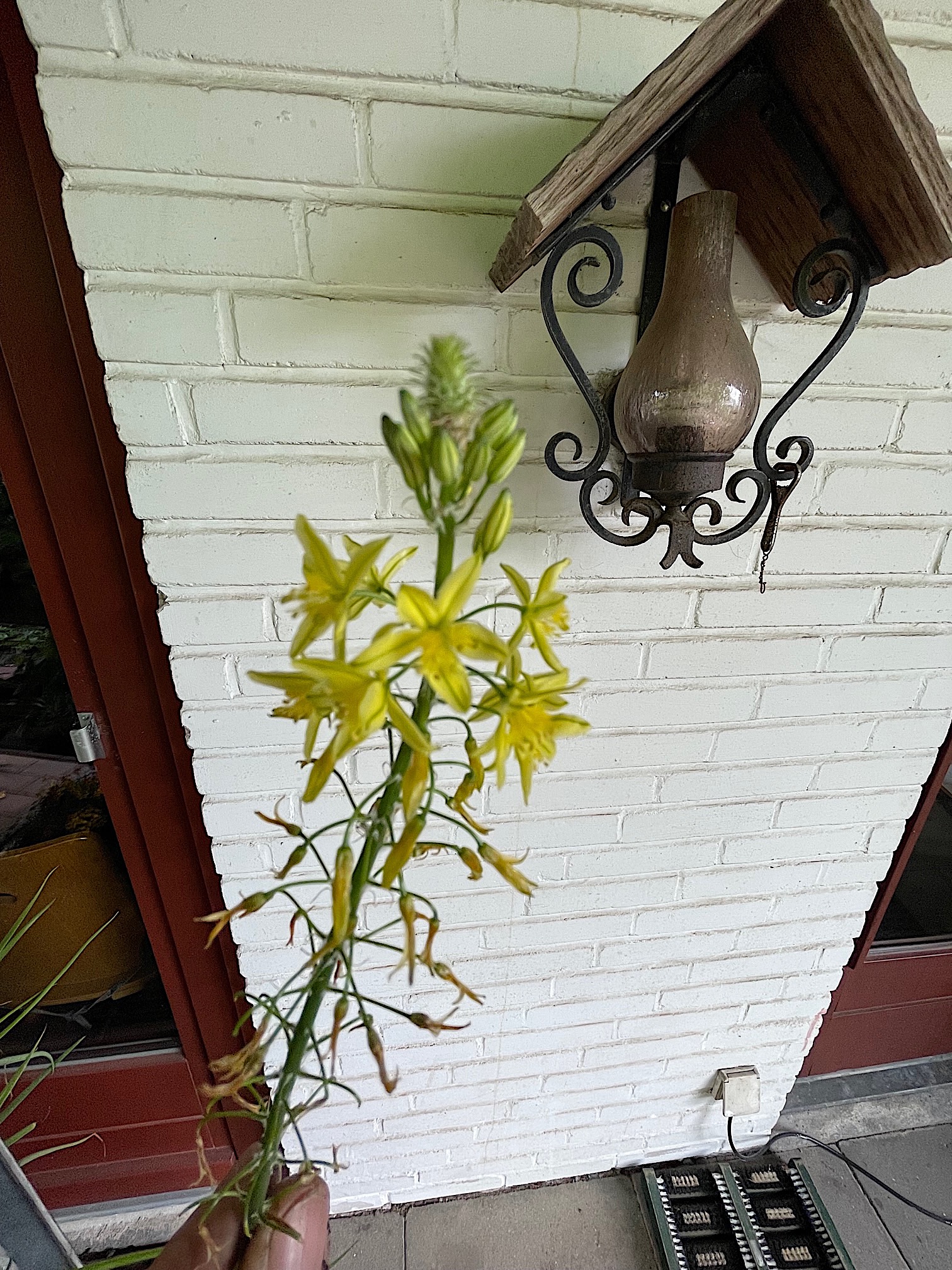 Bulbine frutescens „gelb“ (i.12-13cmT.), Bulbine, Katzenschwanz