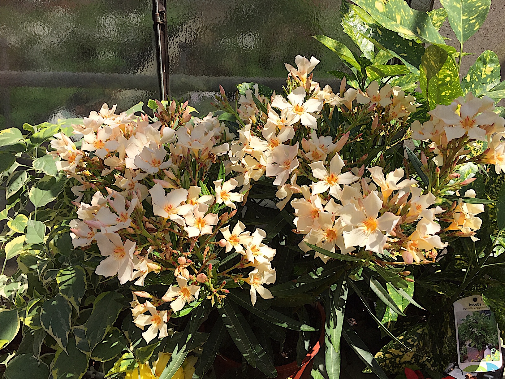 Nerium  oleander „helles aprikot offene Blüte variierend“ (i.ca. 18cm T.)