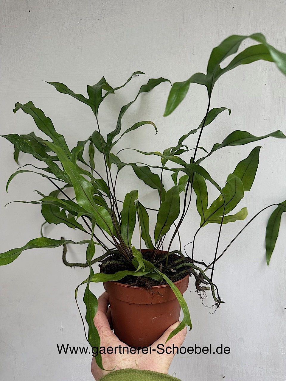 Asplenium antiquum „Wurzelfarn“ (i.12cmT.)