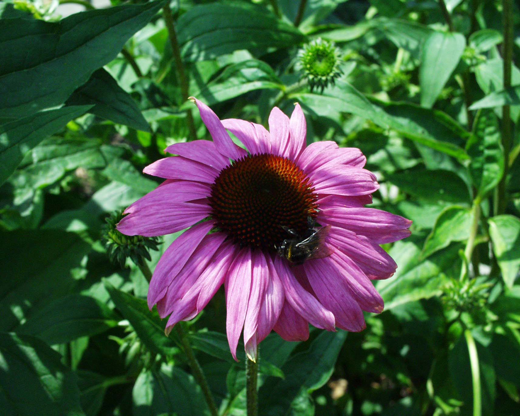 Echinacea purpurea ´ Rubinstern `(i.17cmT.) Sonnenhut, kräftigkaminrot
